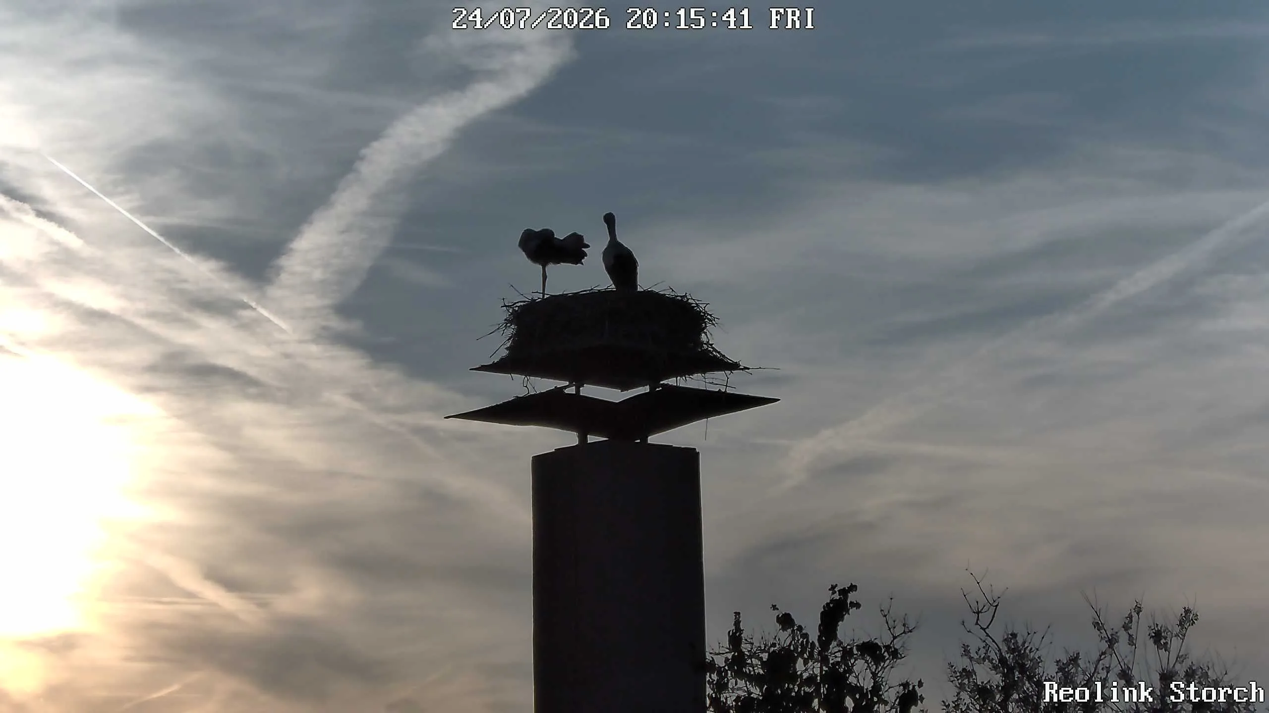 Storchencam Bild