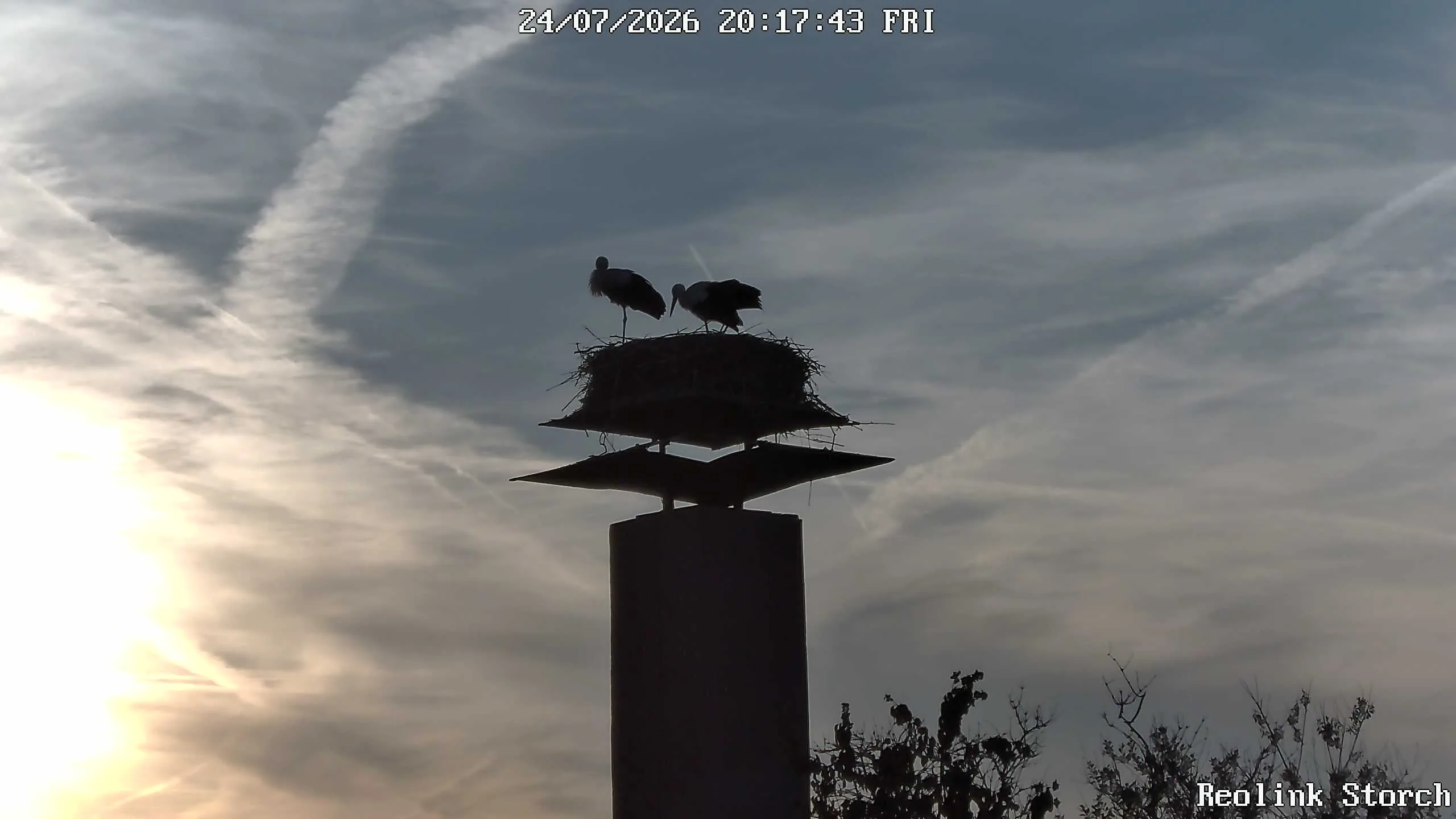 Storchencam Bild