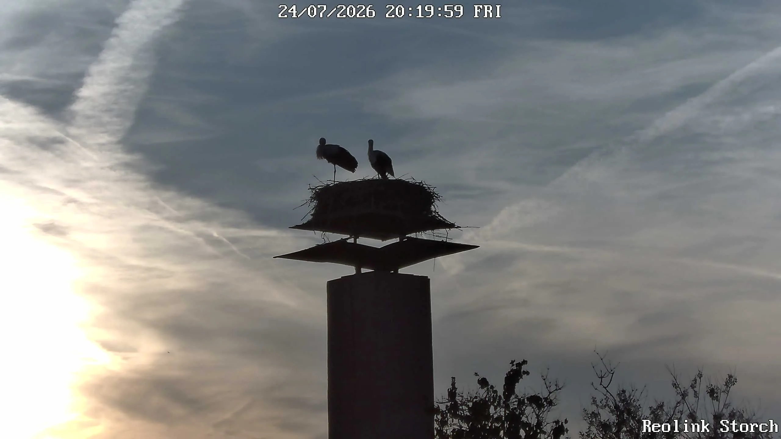 Storchencam Bild