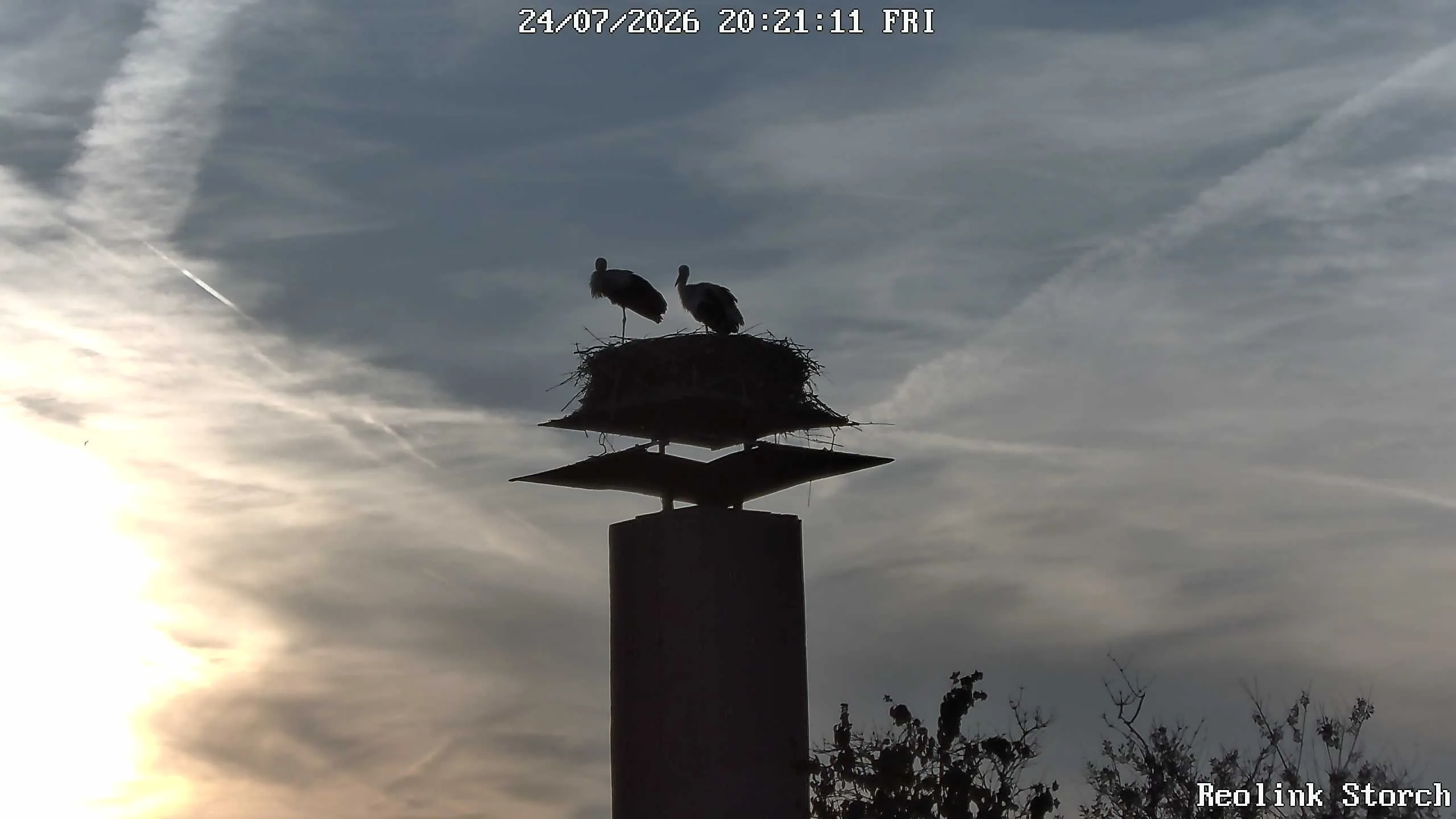 Storchencam Bild