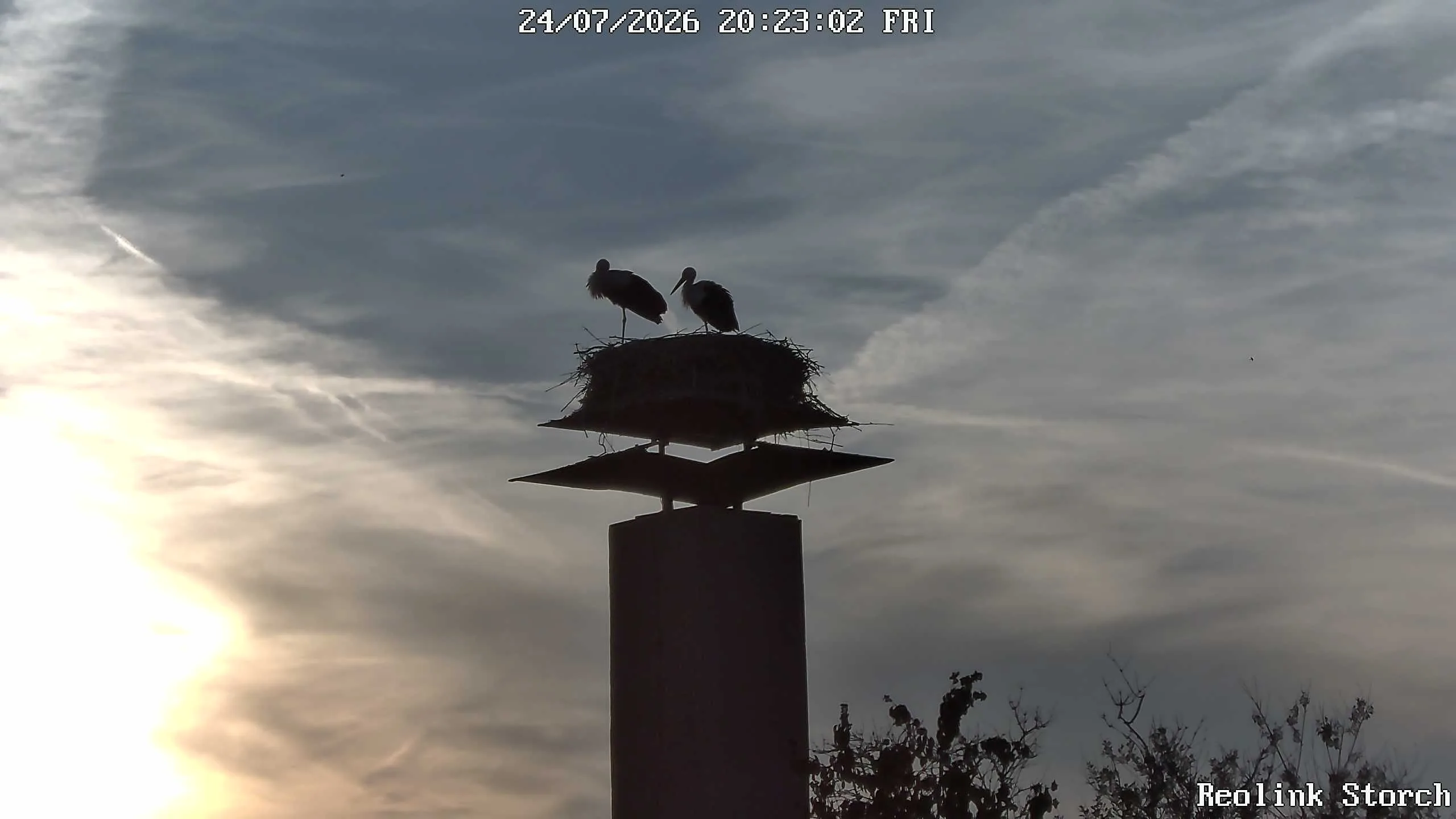 Storchencam Bild
