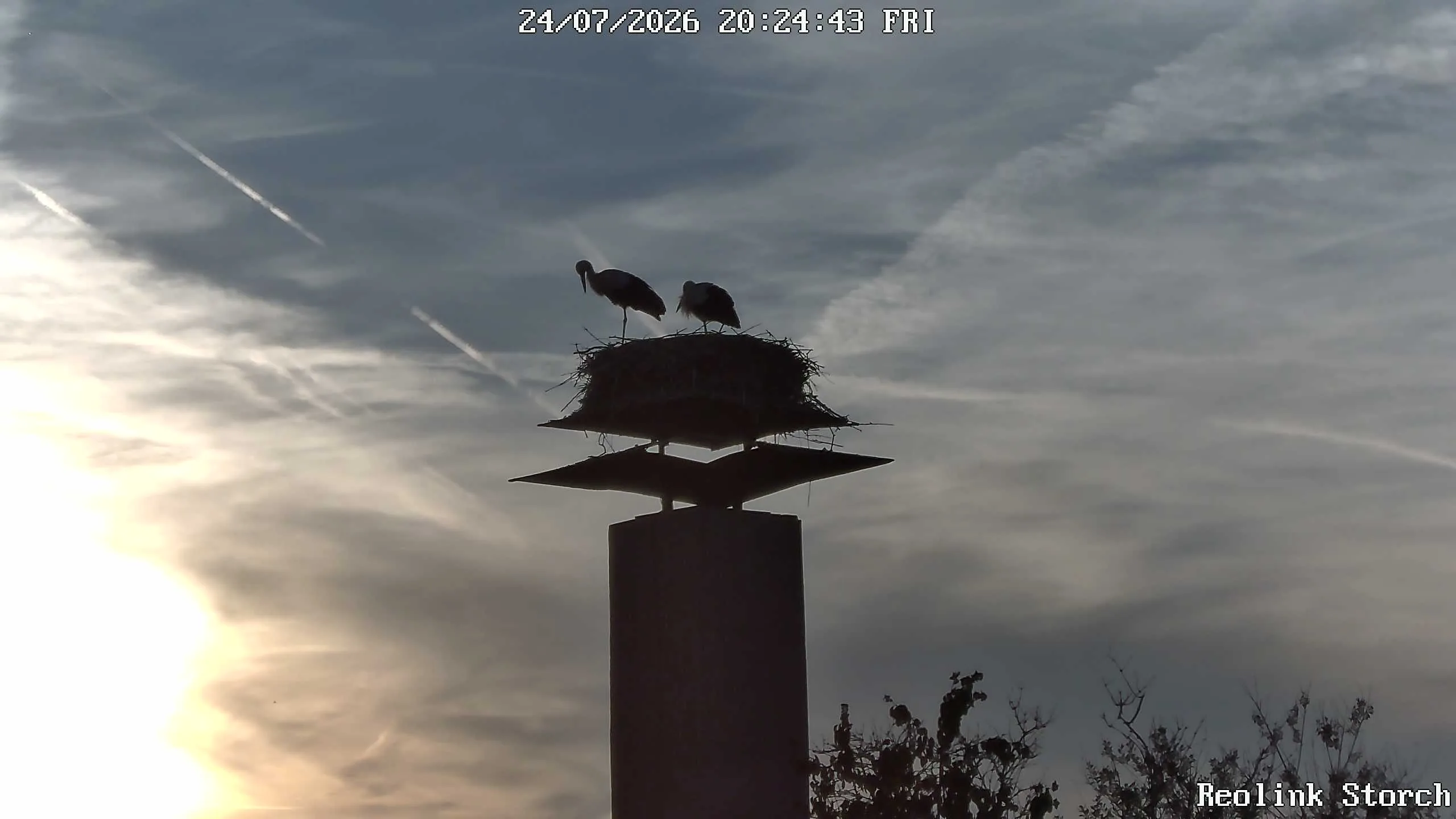 Storchencam Bild