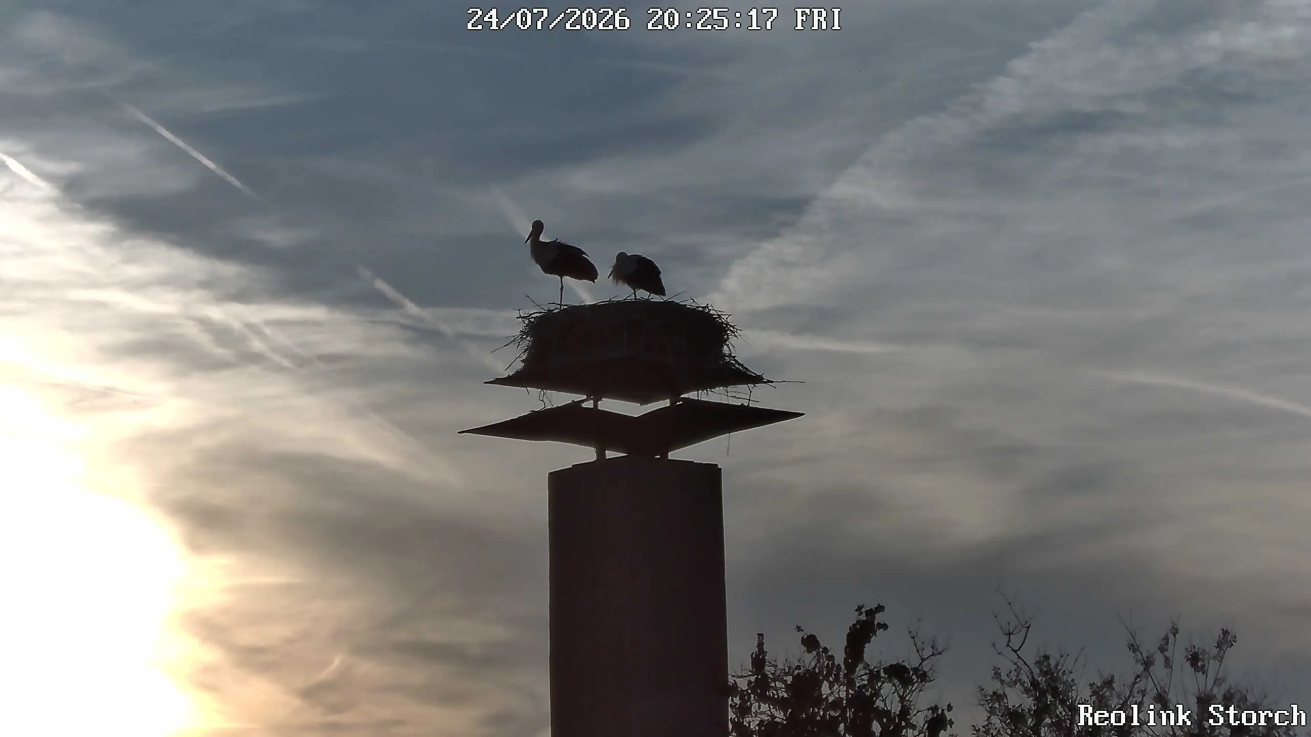 Storchencam Bild
