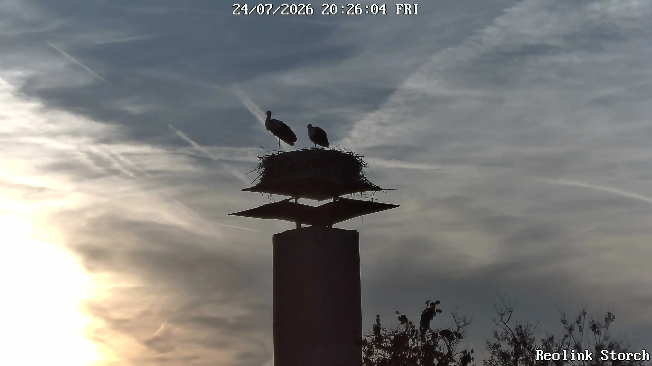 Storchencam Bild