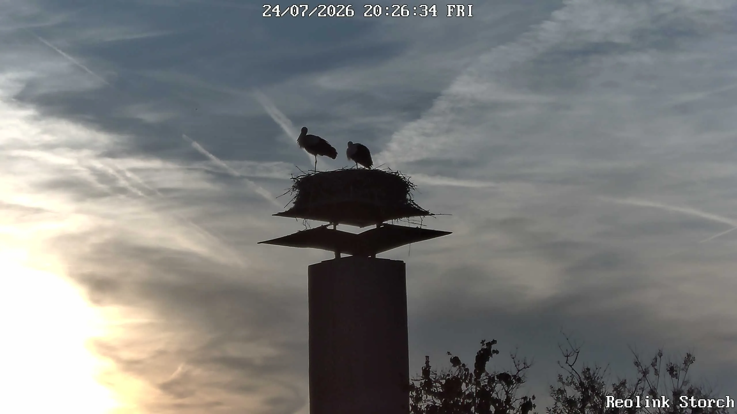 Storchencam Bild