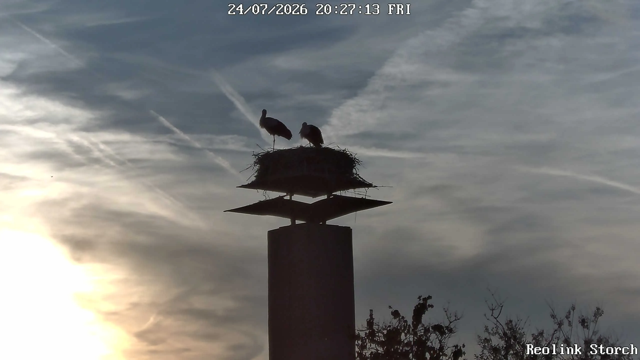 Storchencam Bild