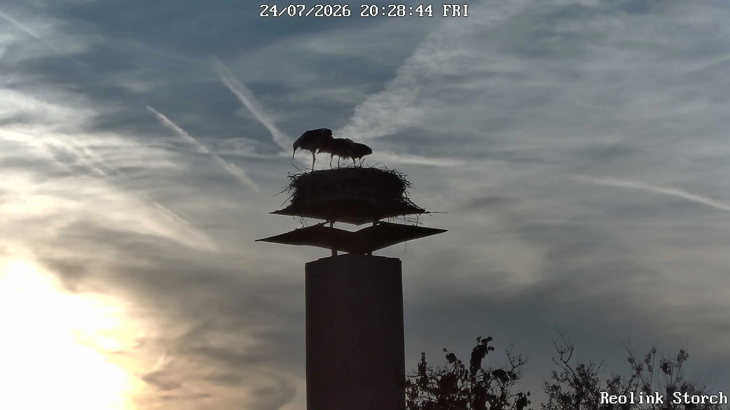 Storchencam Bild