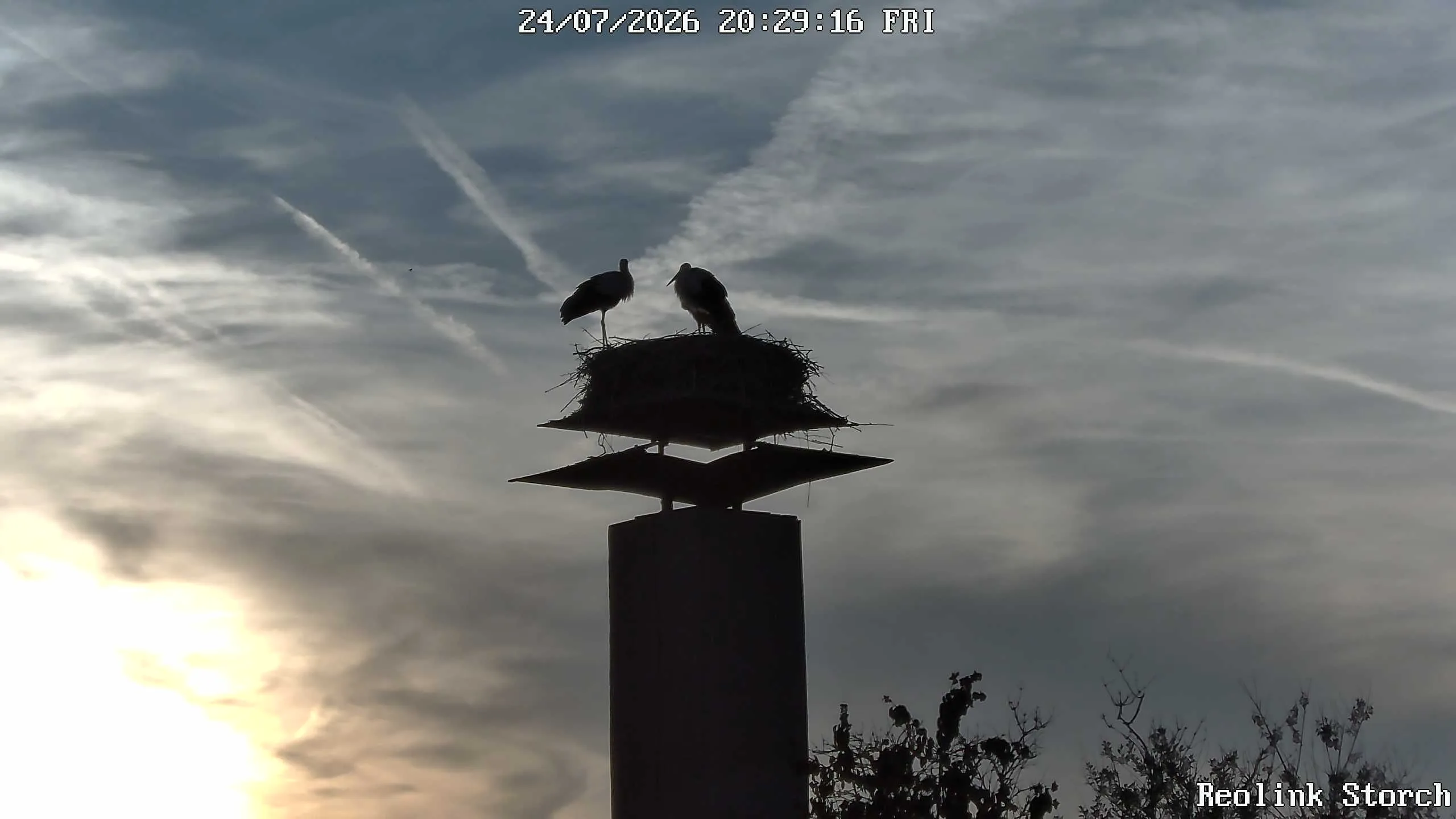 Storchencam Bild