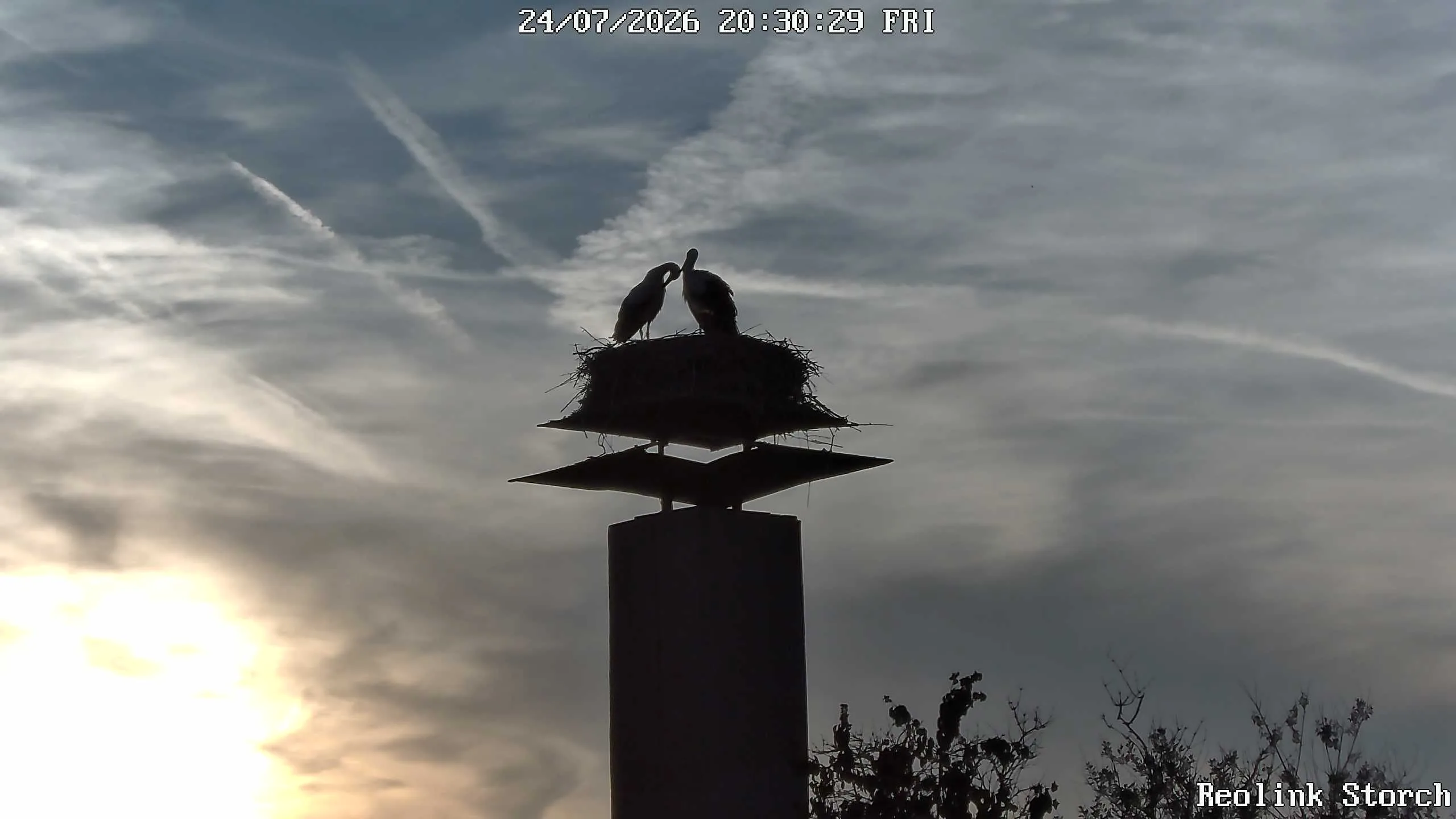 Storchencam Bild