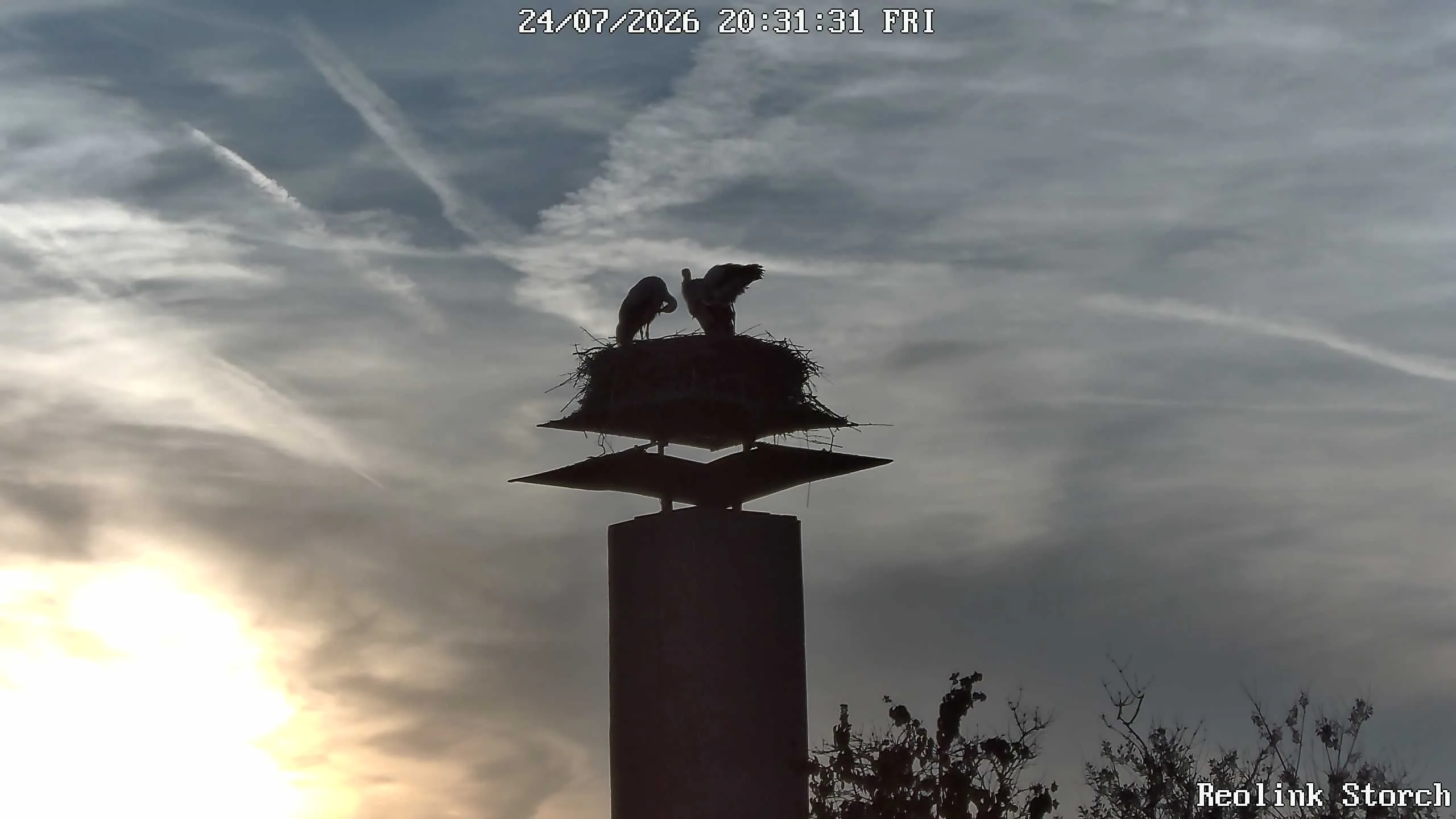 Storchencam Bild