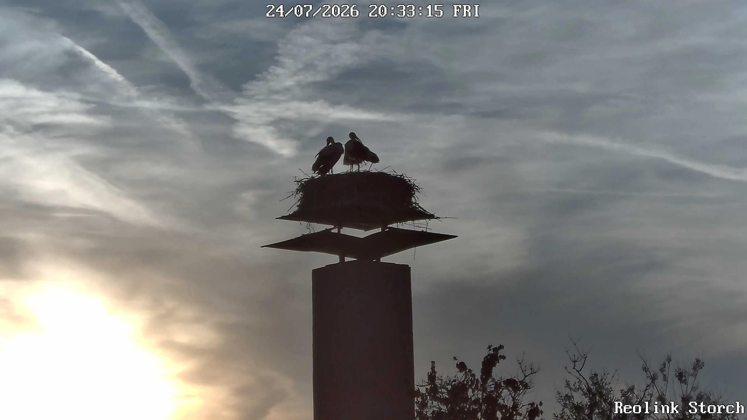 Storchencam Bild