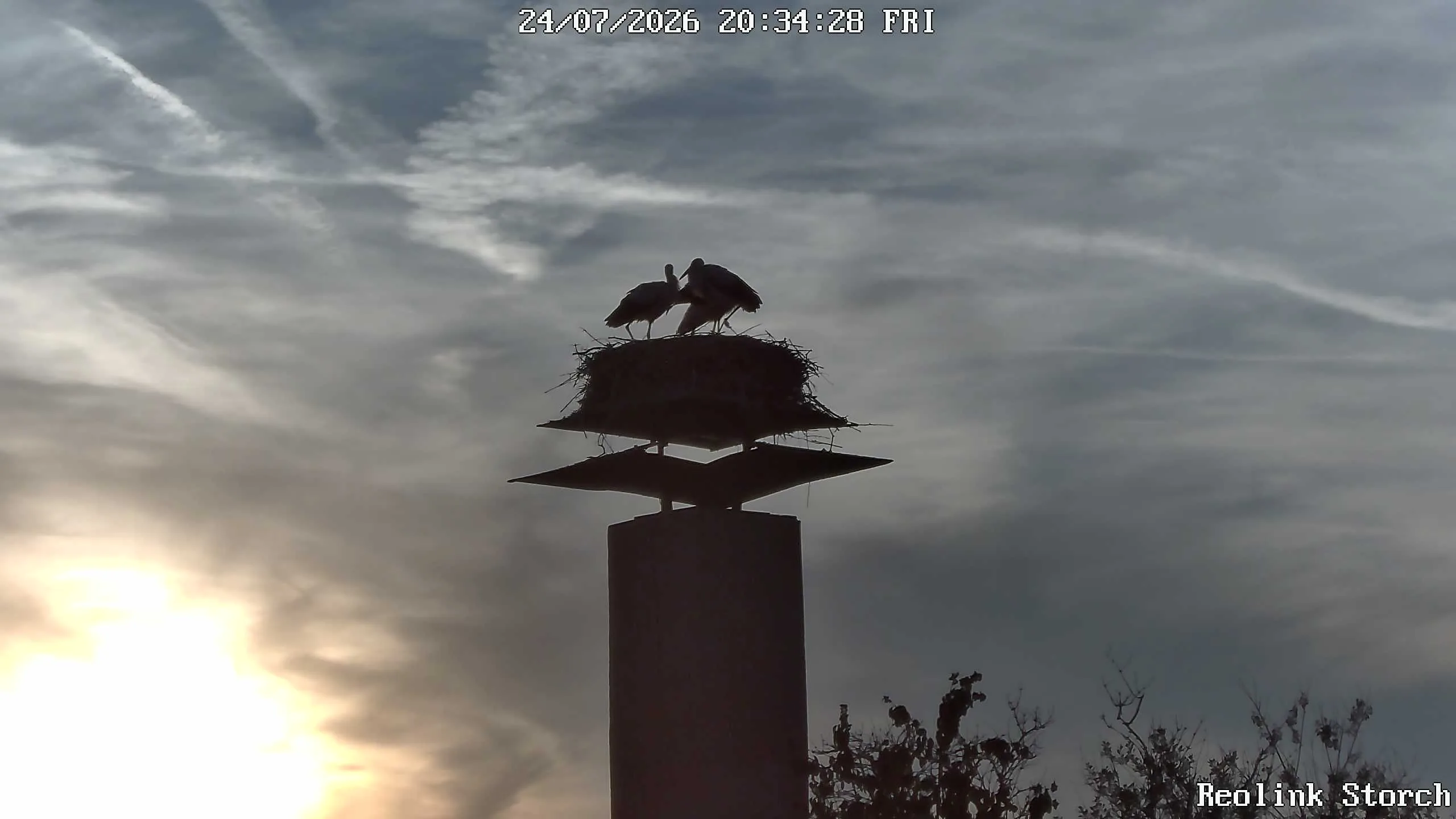 Storchencam Bild