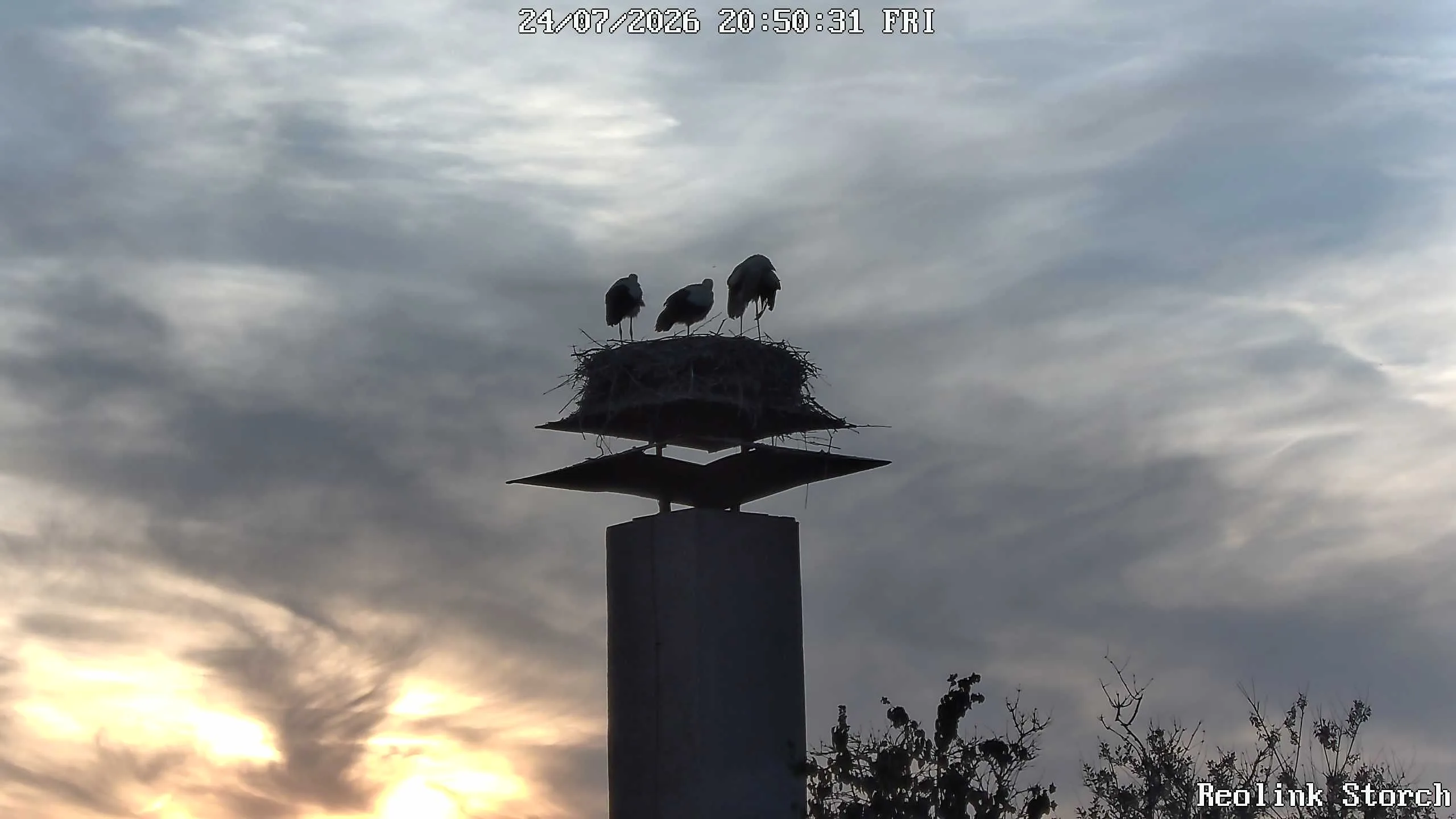 Storchencam Bild