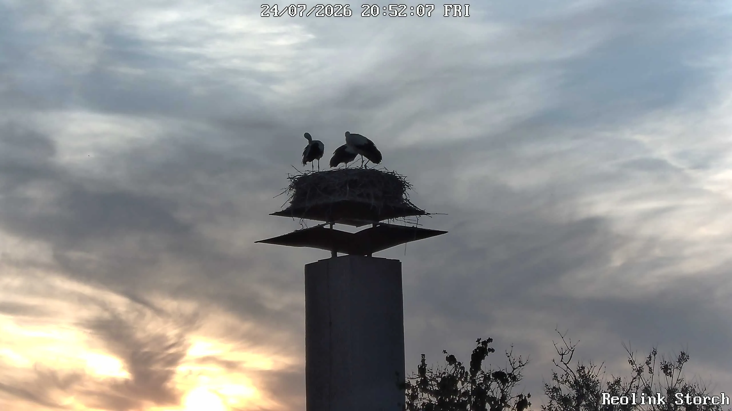 Storchencam Bild
