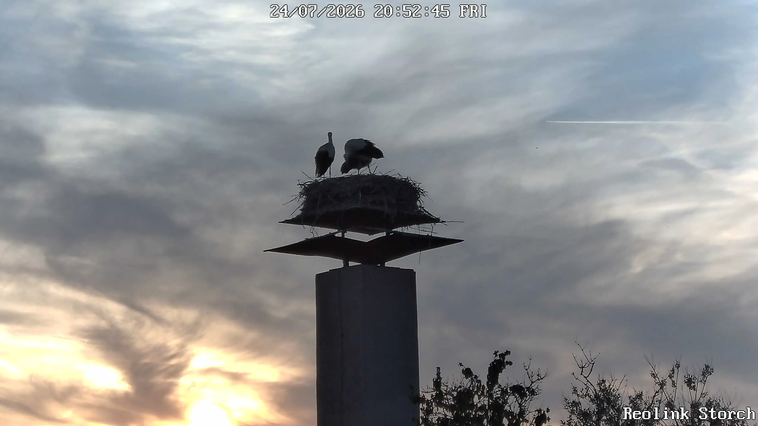 Storchencam Bild