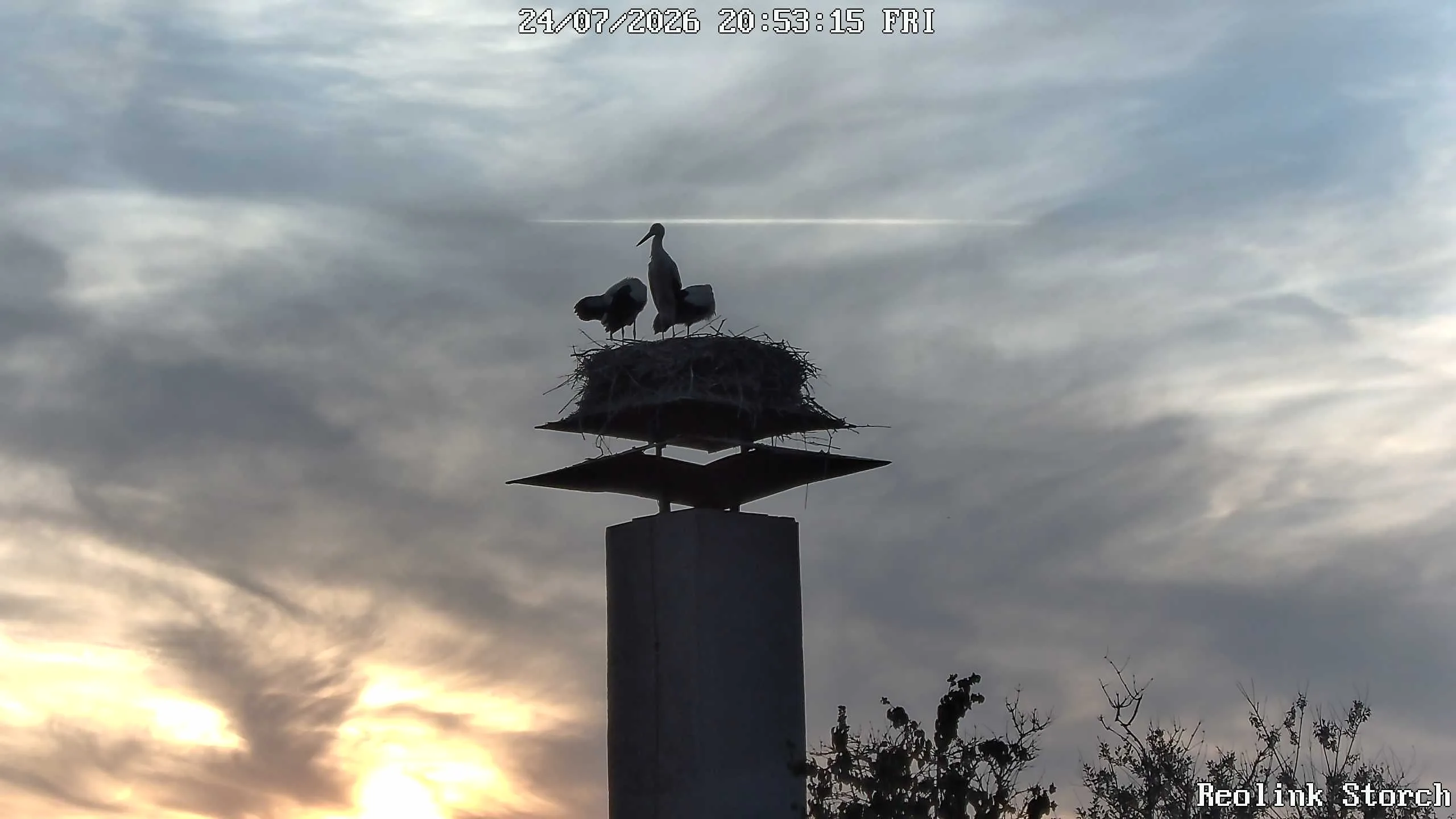Storchencam Bild