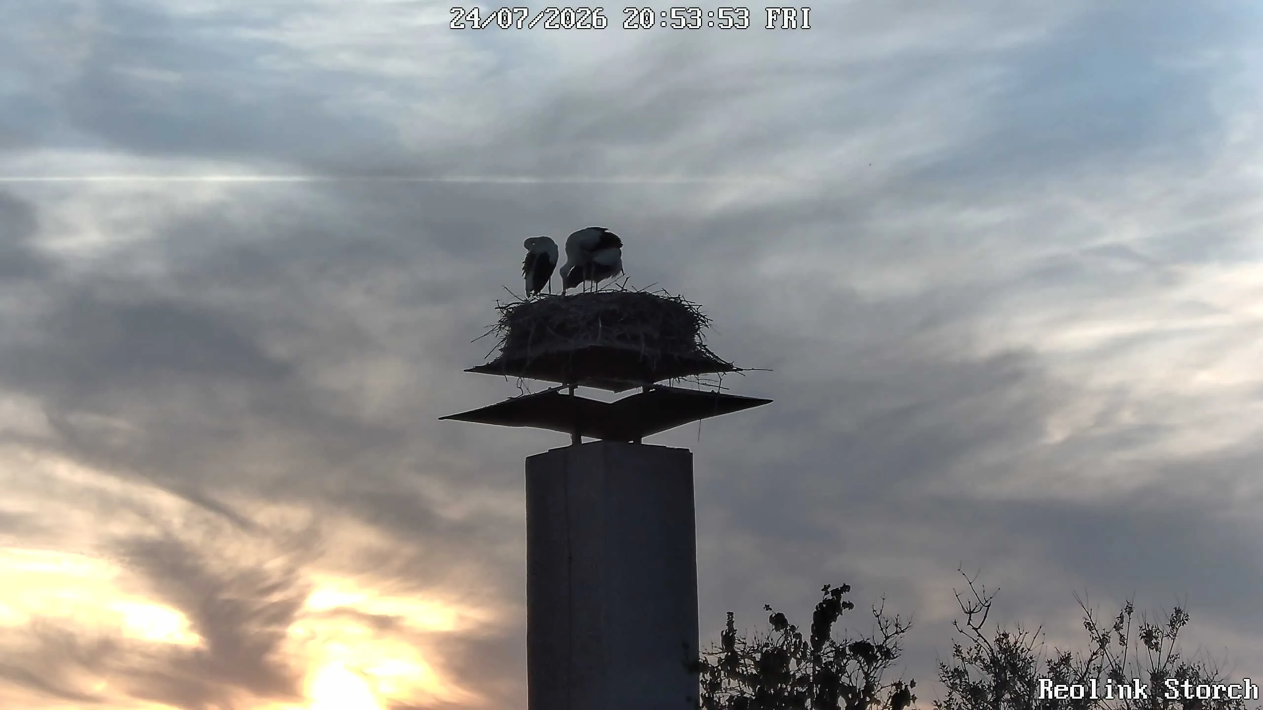 Storchencam Bild