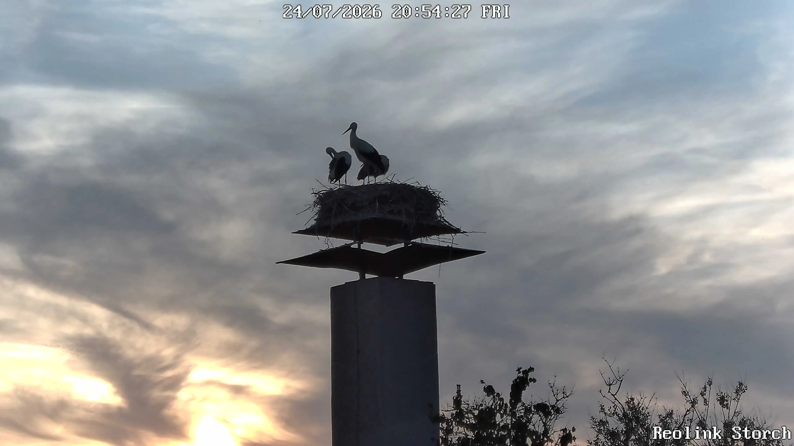Storchencam Bild