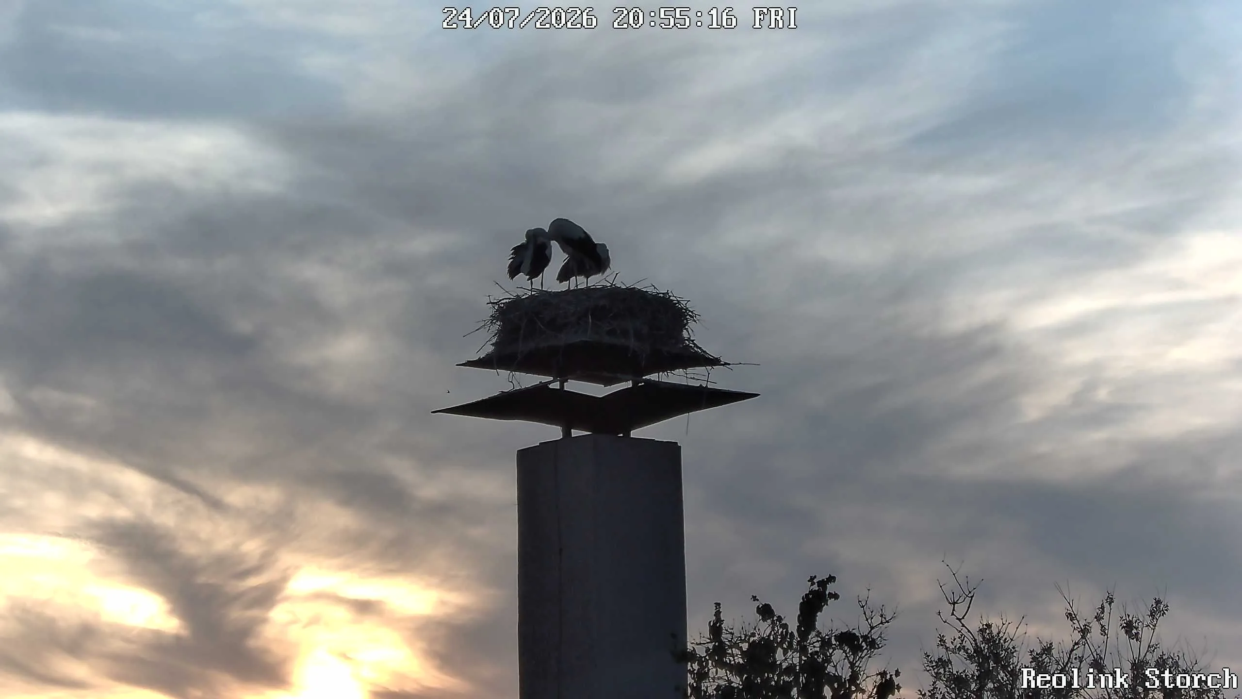 Storchencam Bild