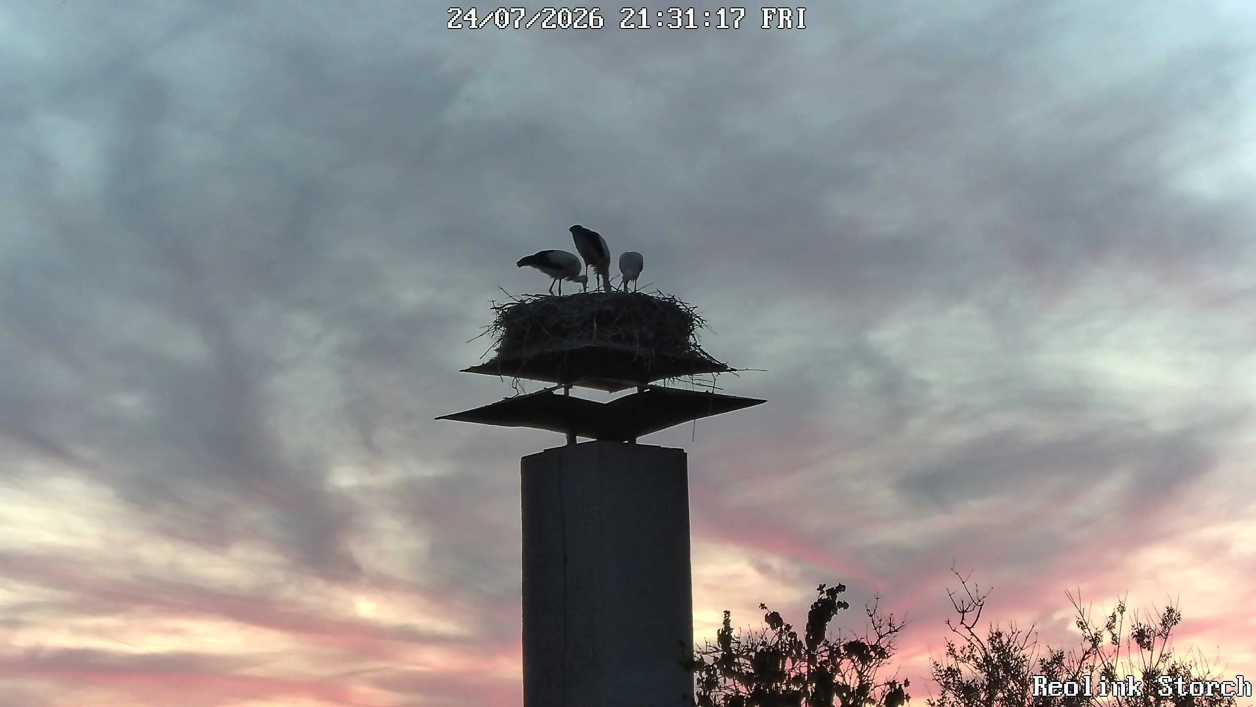 Storchencam Bild