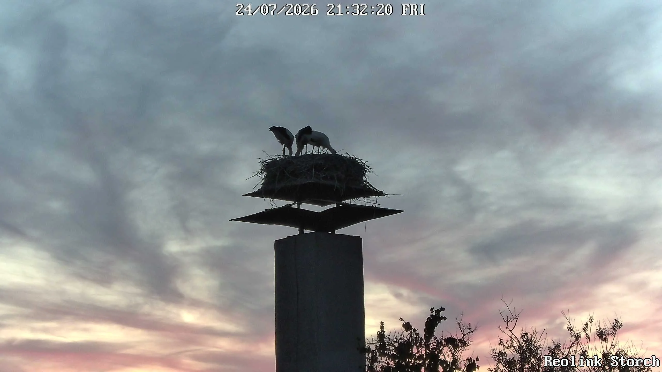 Storchencam Bild