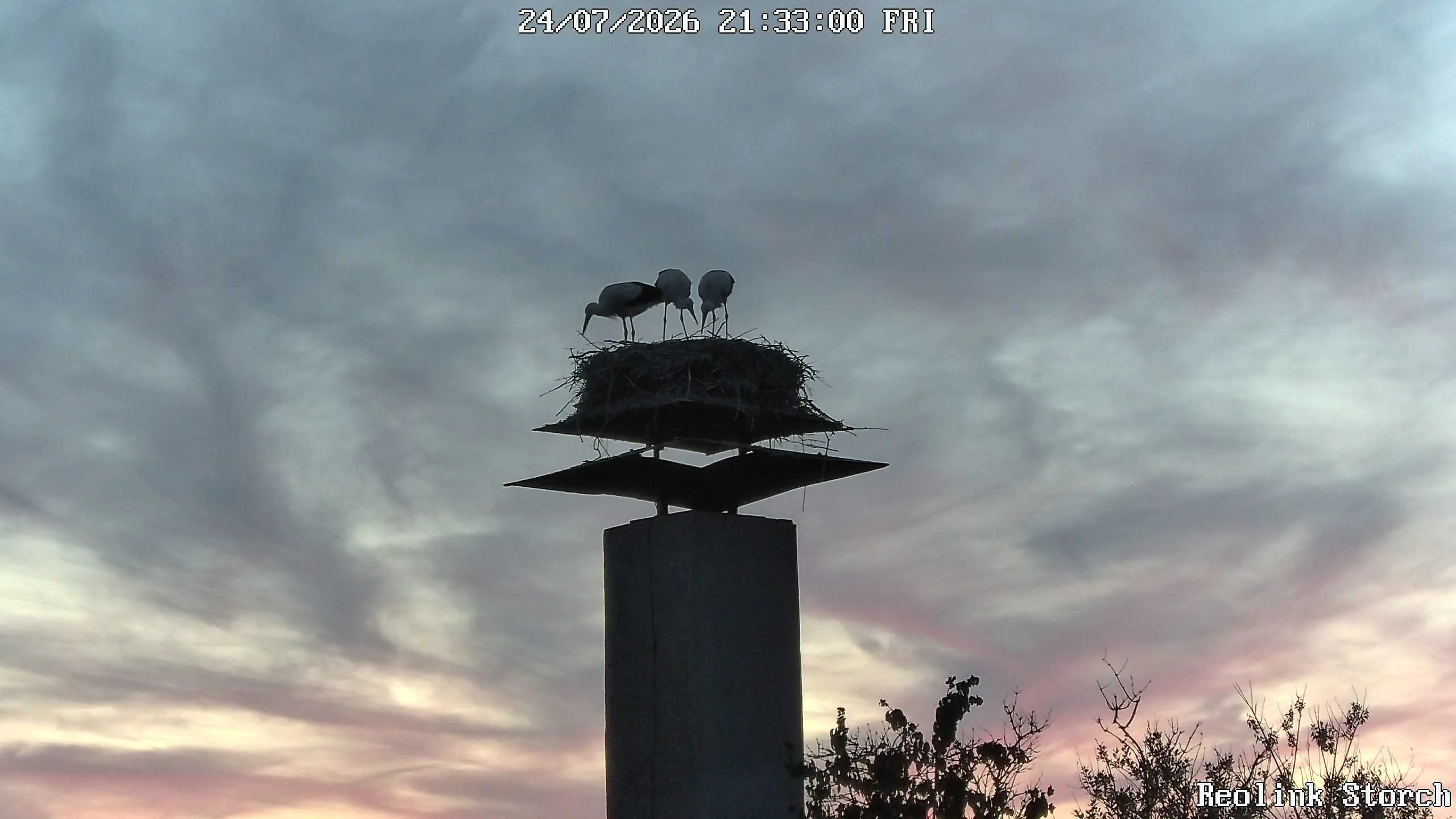 Storchencam Bild