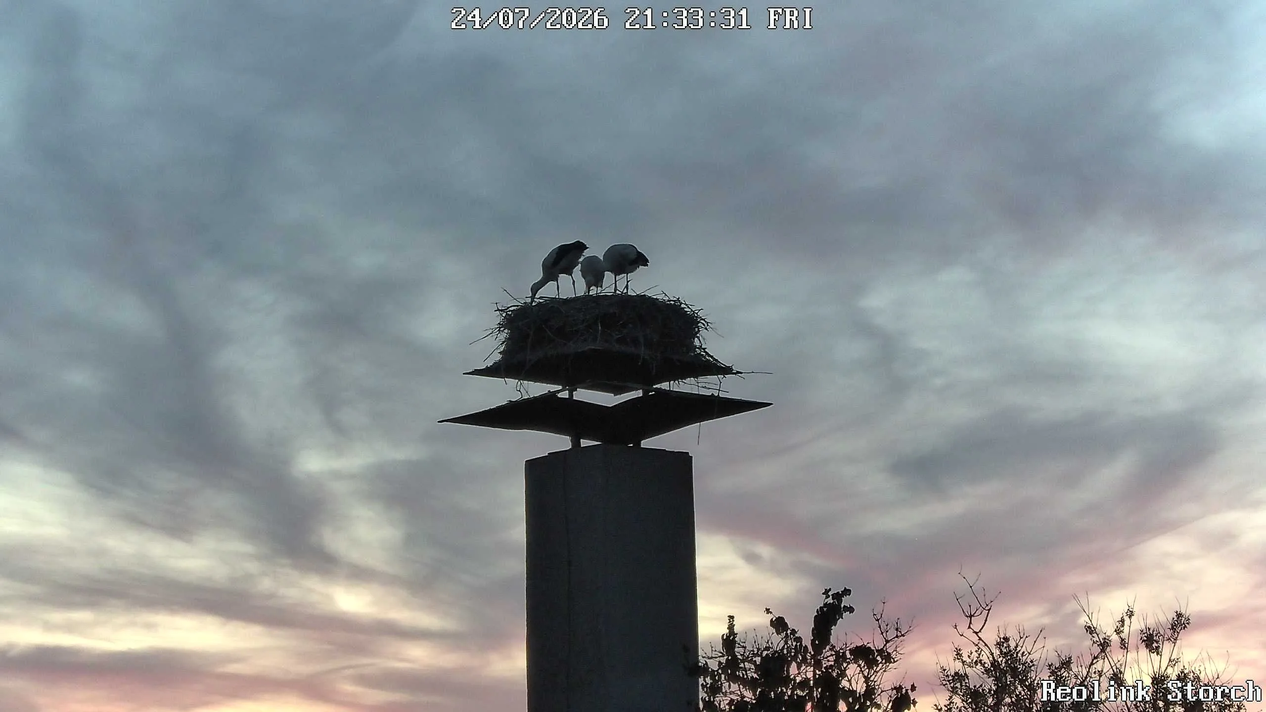 Storchencam Bild