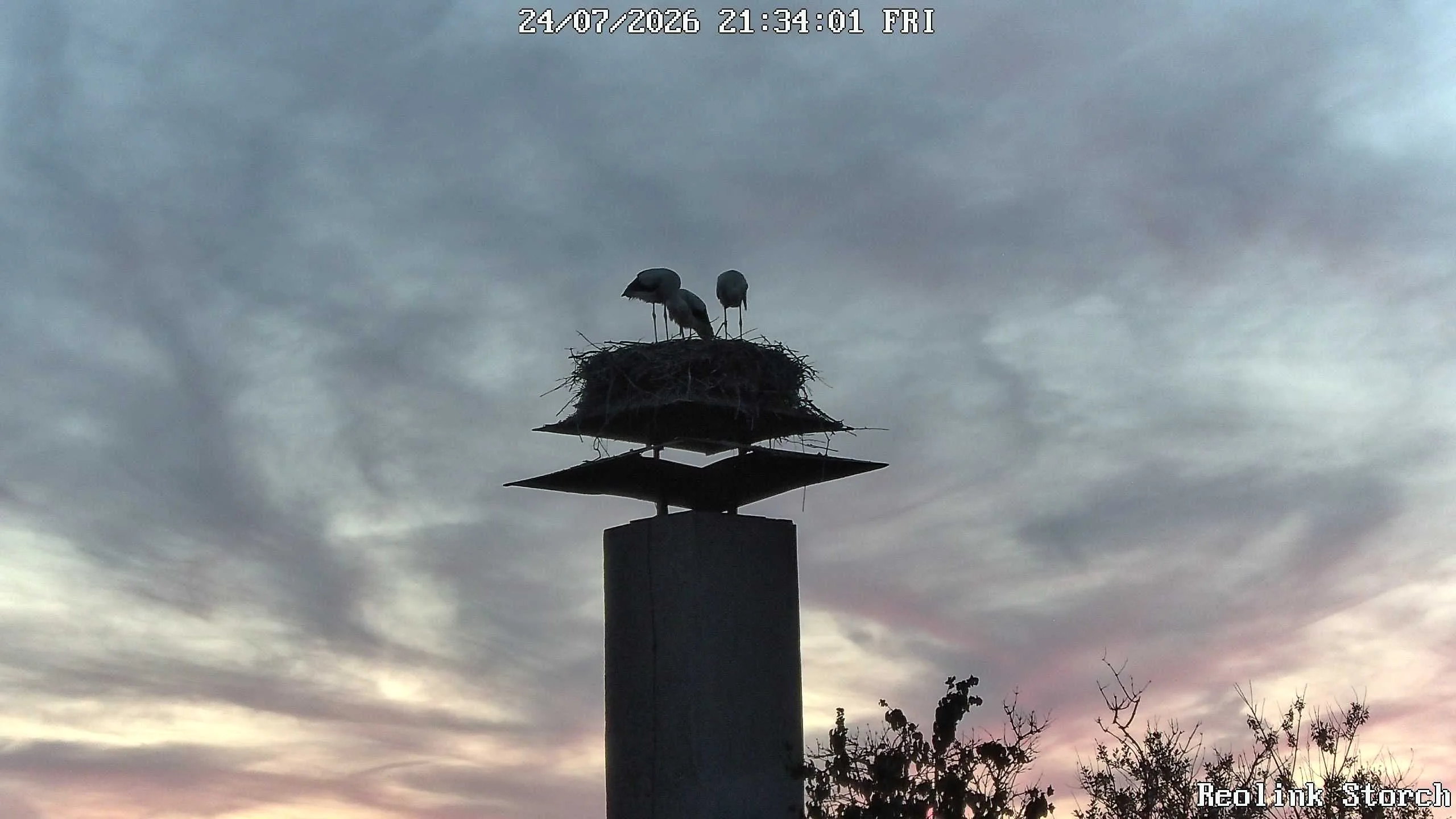 Storchencam Bild