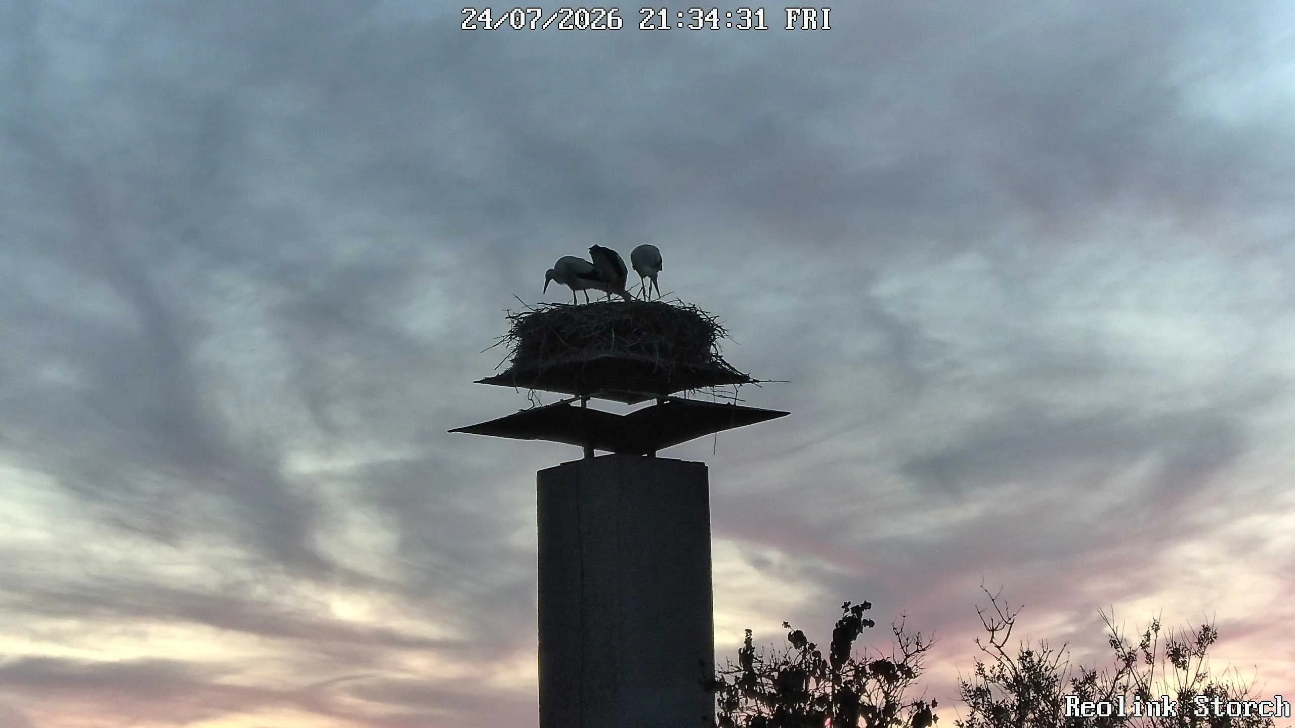 Storchencam Bild