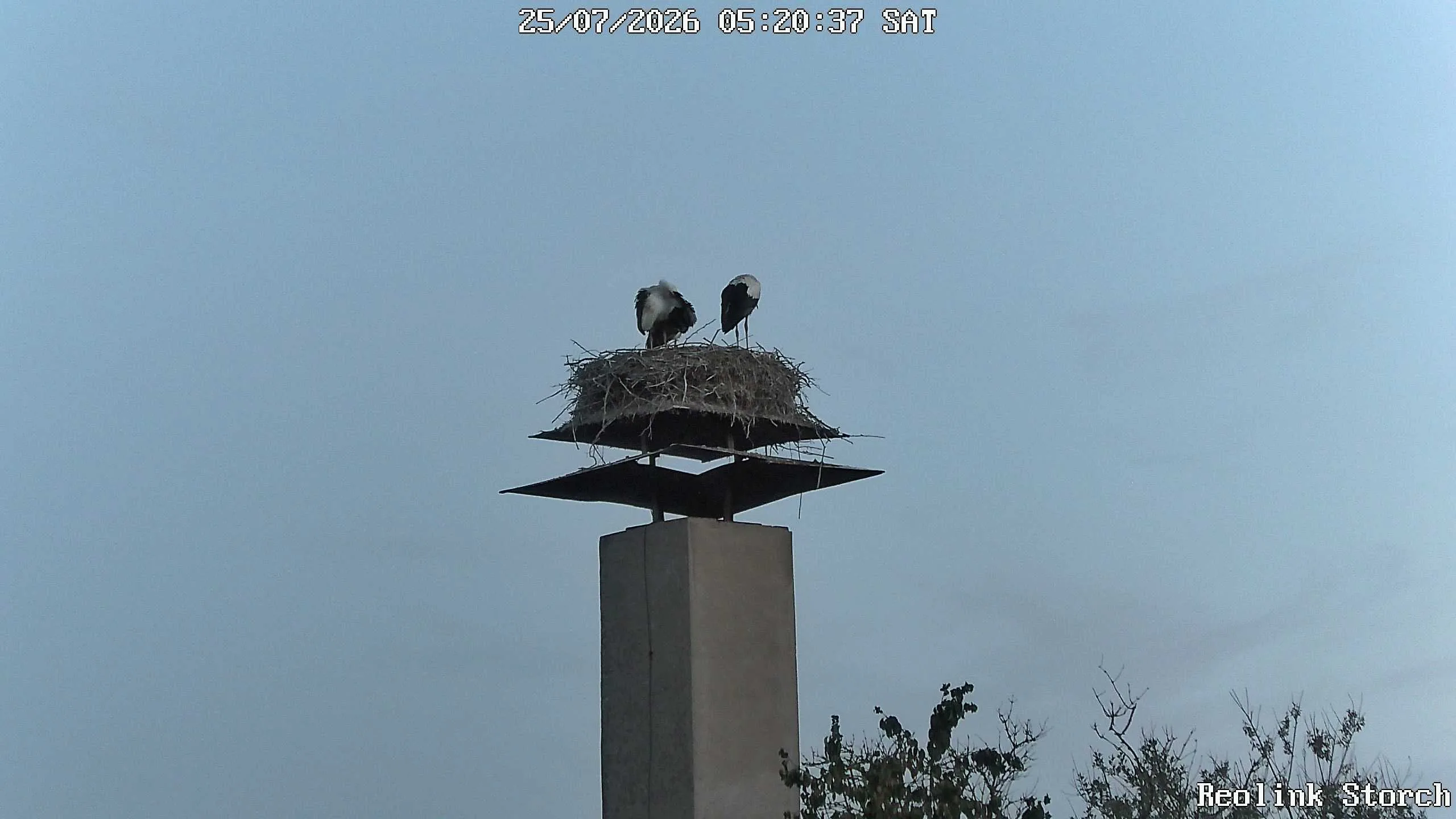 Storchencam Bild