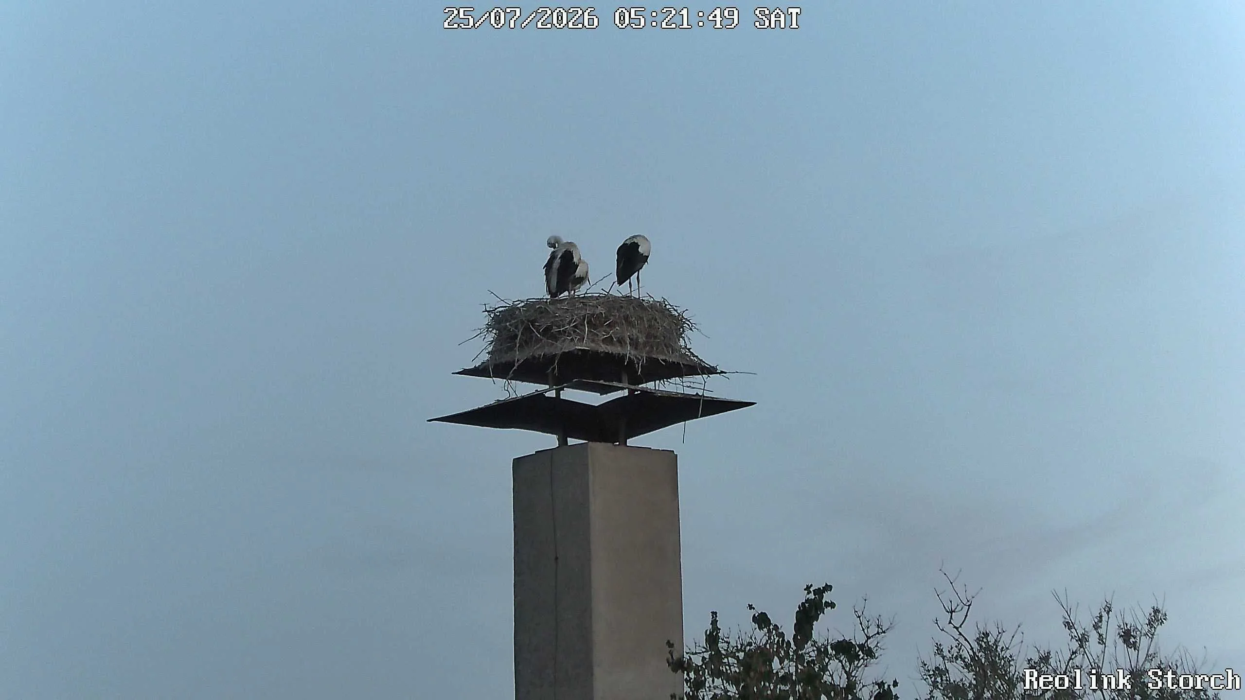 Storchencam Bild