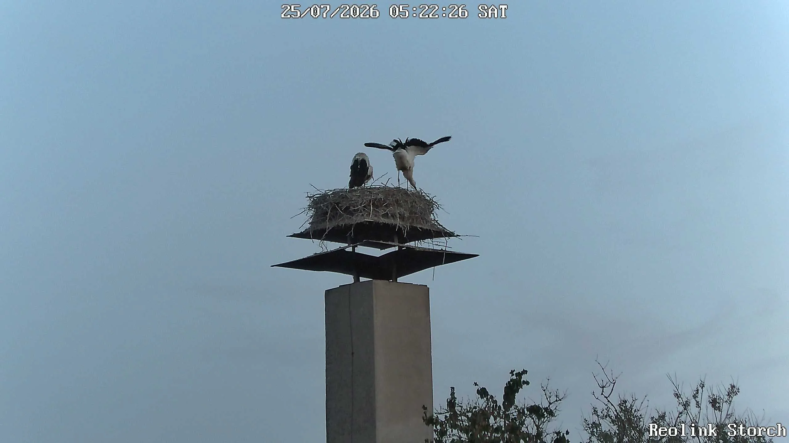 Storchencam Bild
