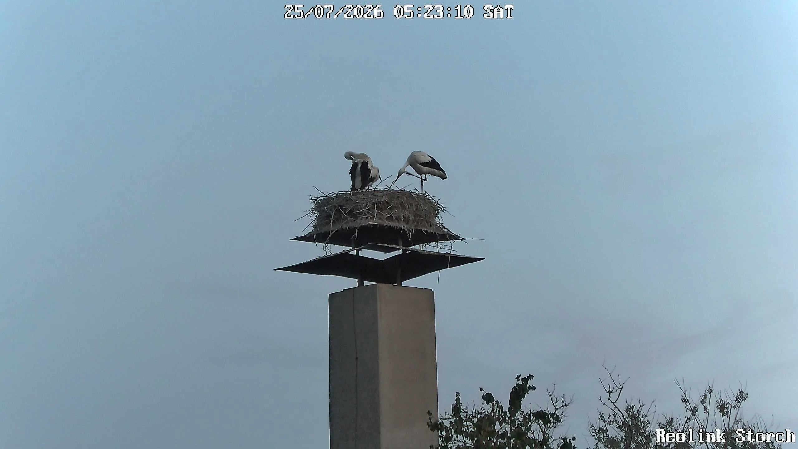 Storchencam Bild