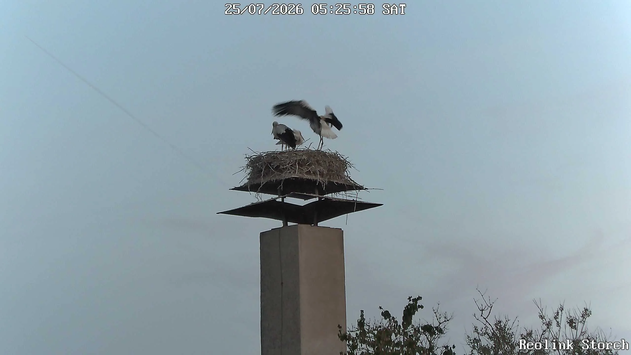 Storchencam Bild