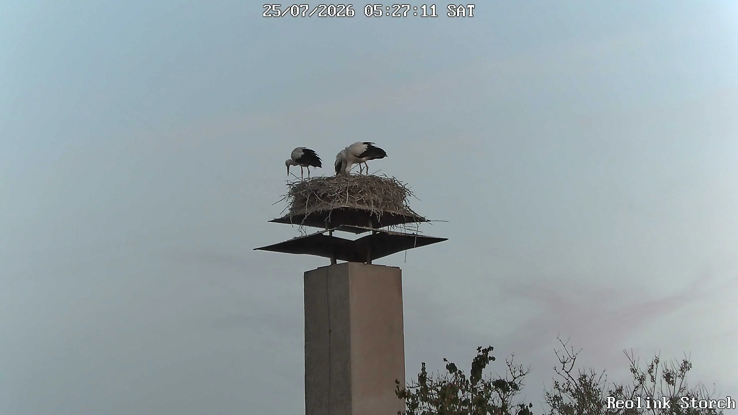 Storchencam Bild
