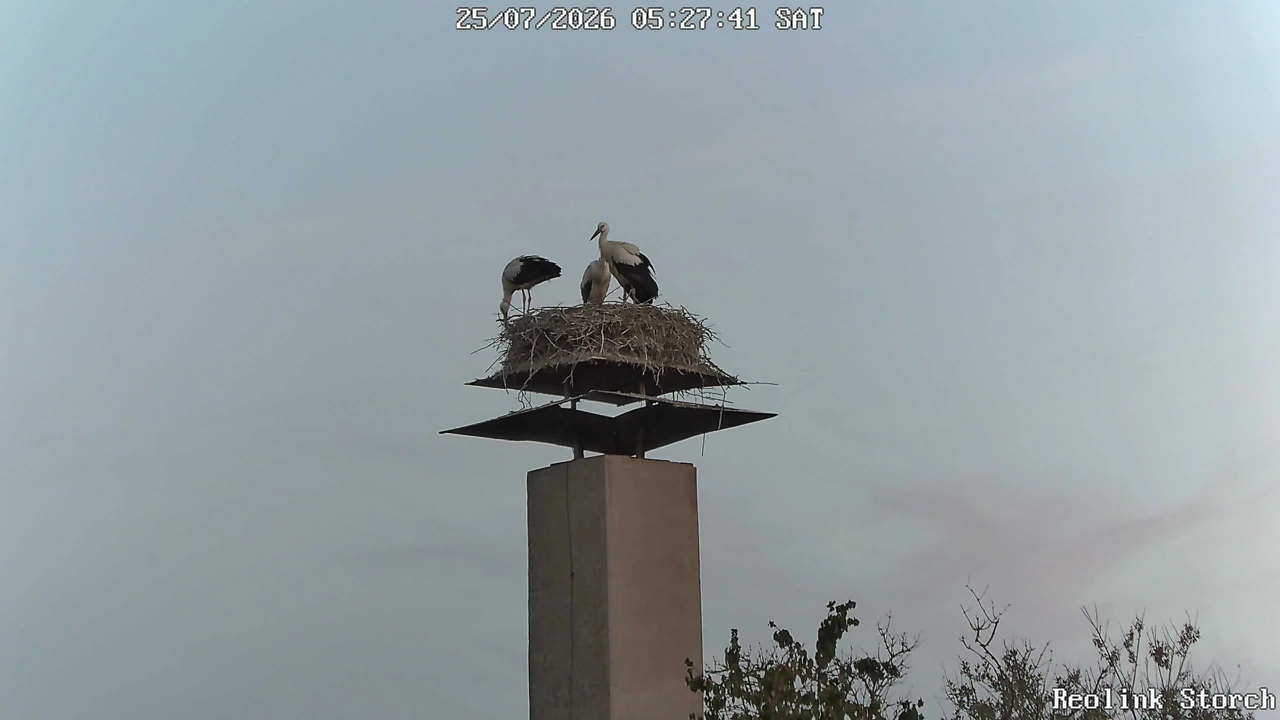 Storchencam Bild