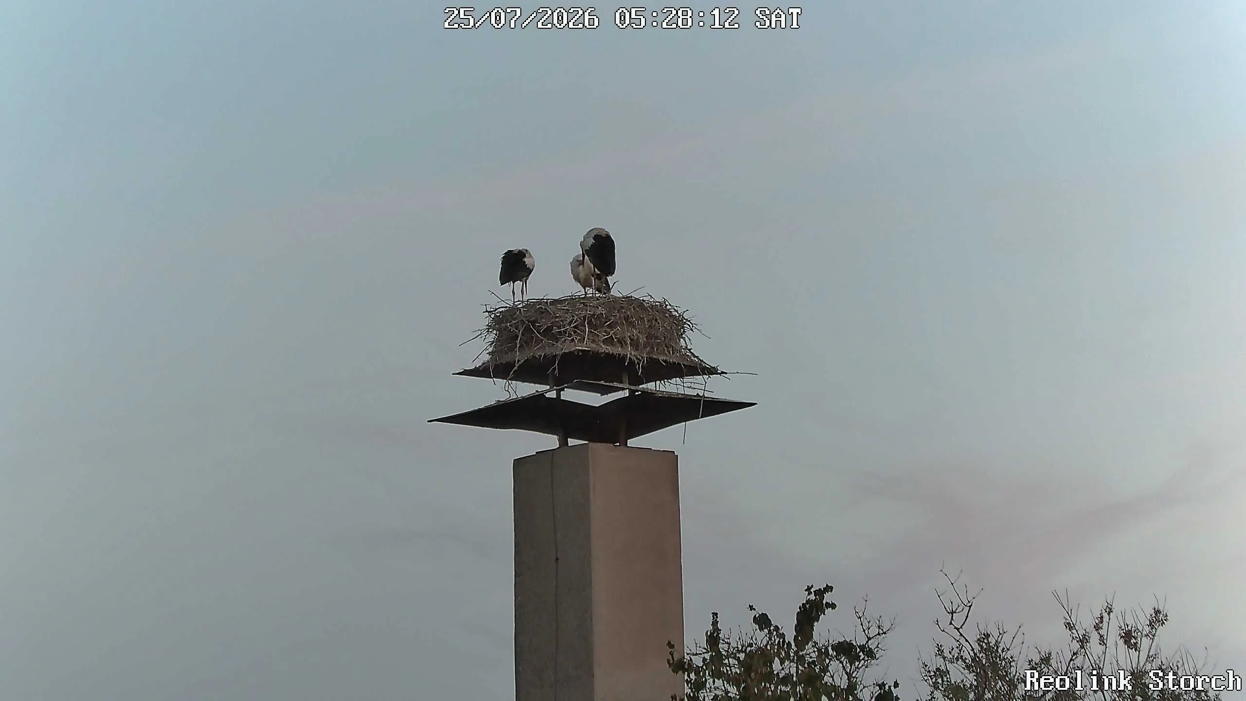 Storchencam Bild
