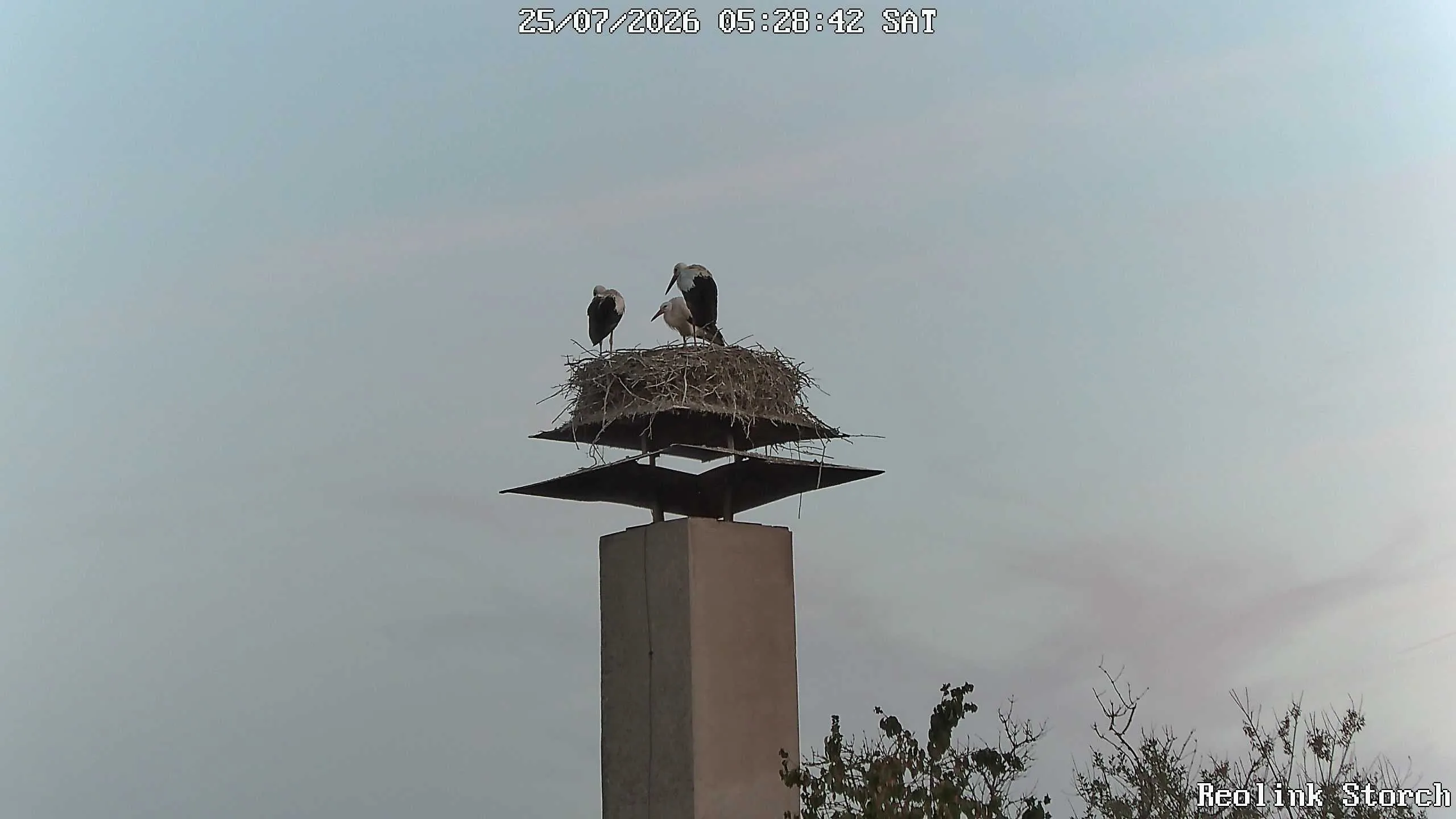 Storchencam Bild