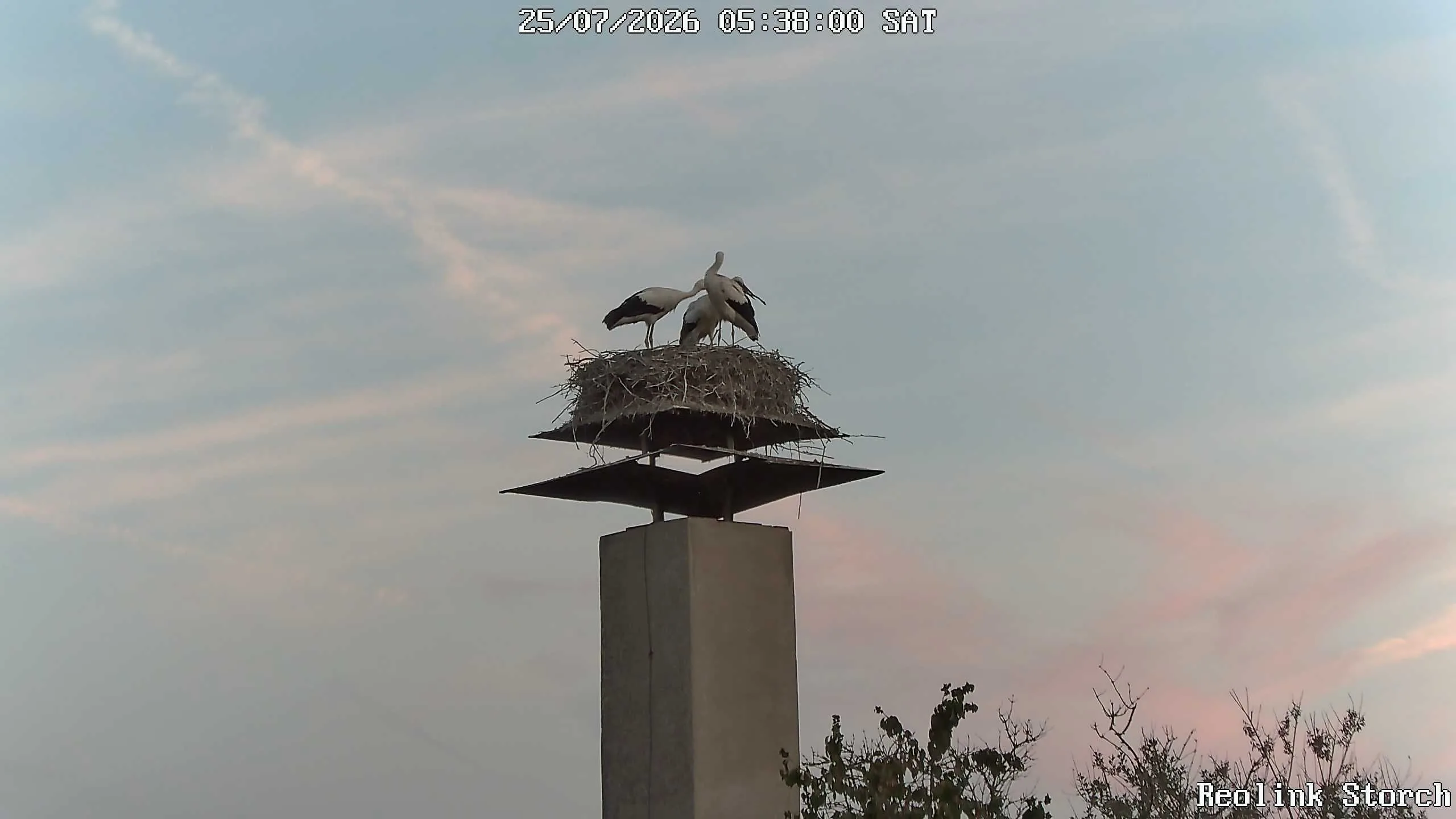 Storchencam Bild