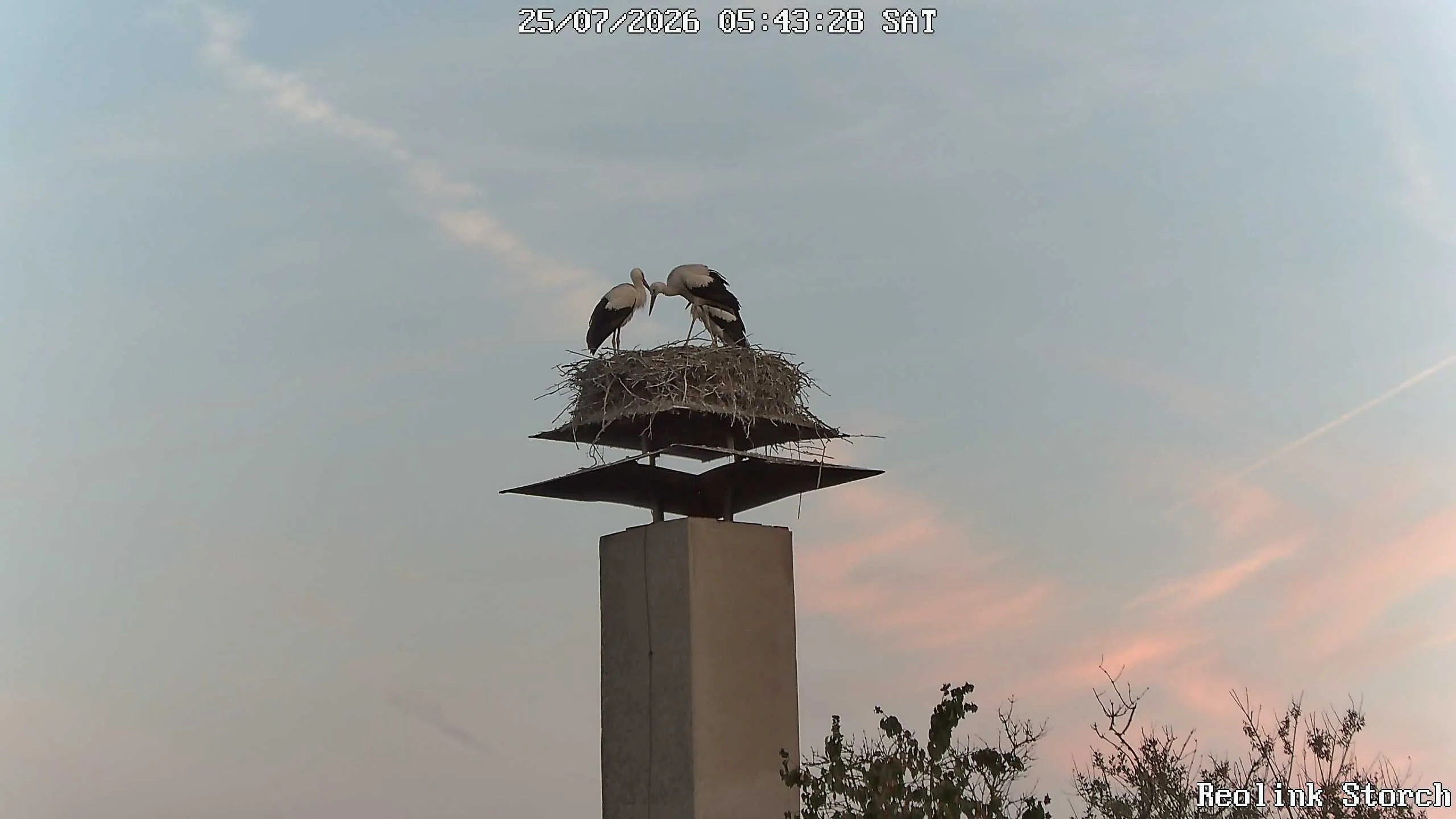 Storchencam Bild