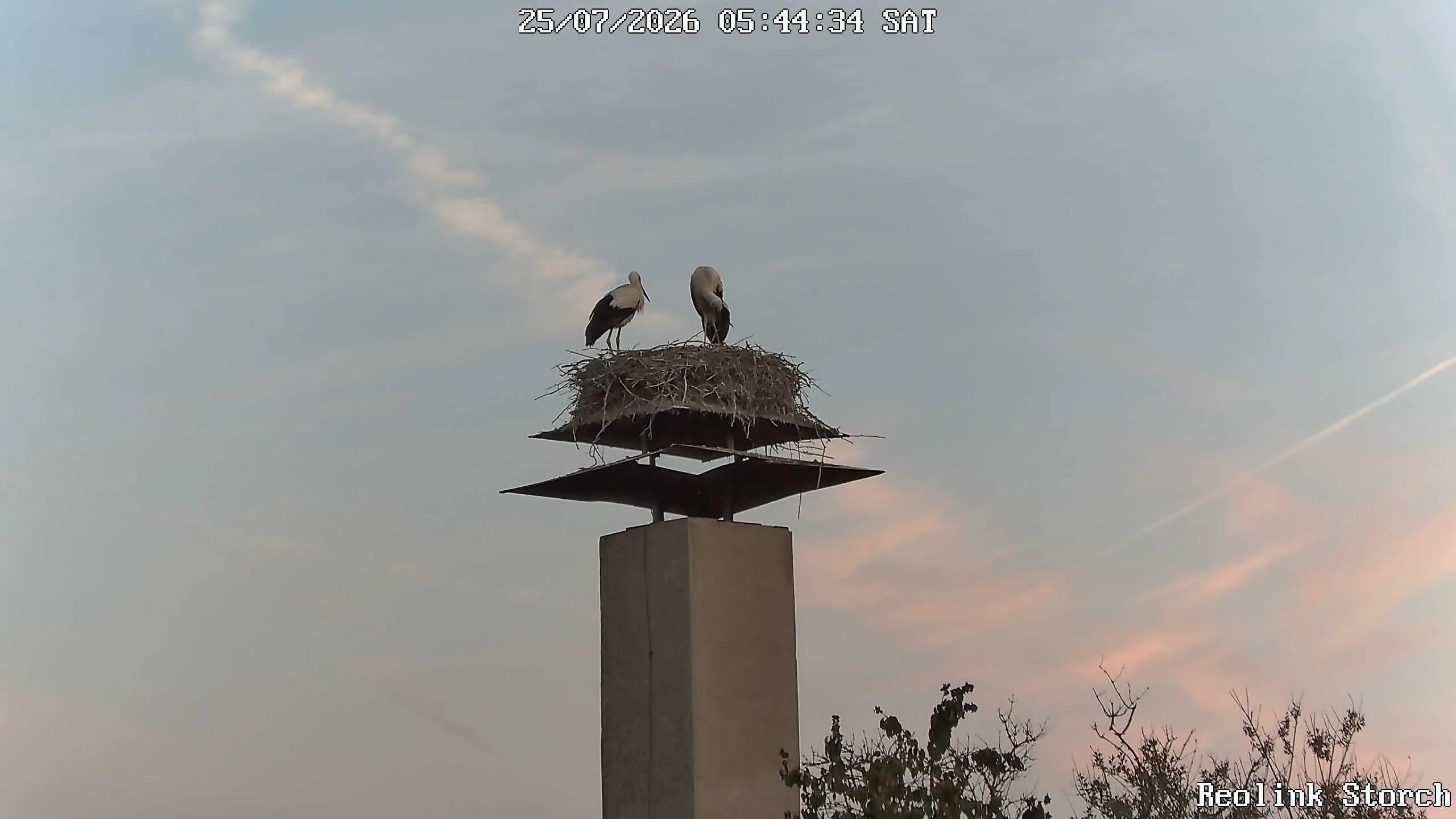 Storchencam Bild