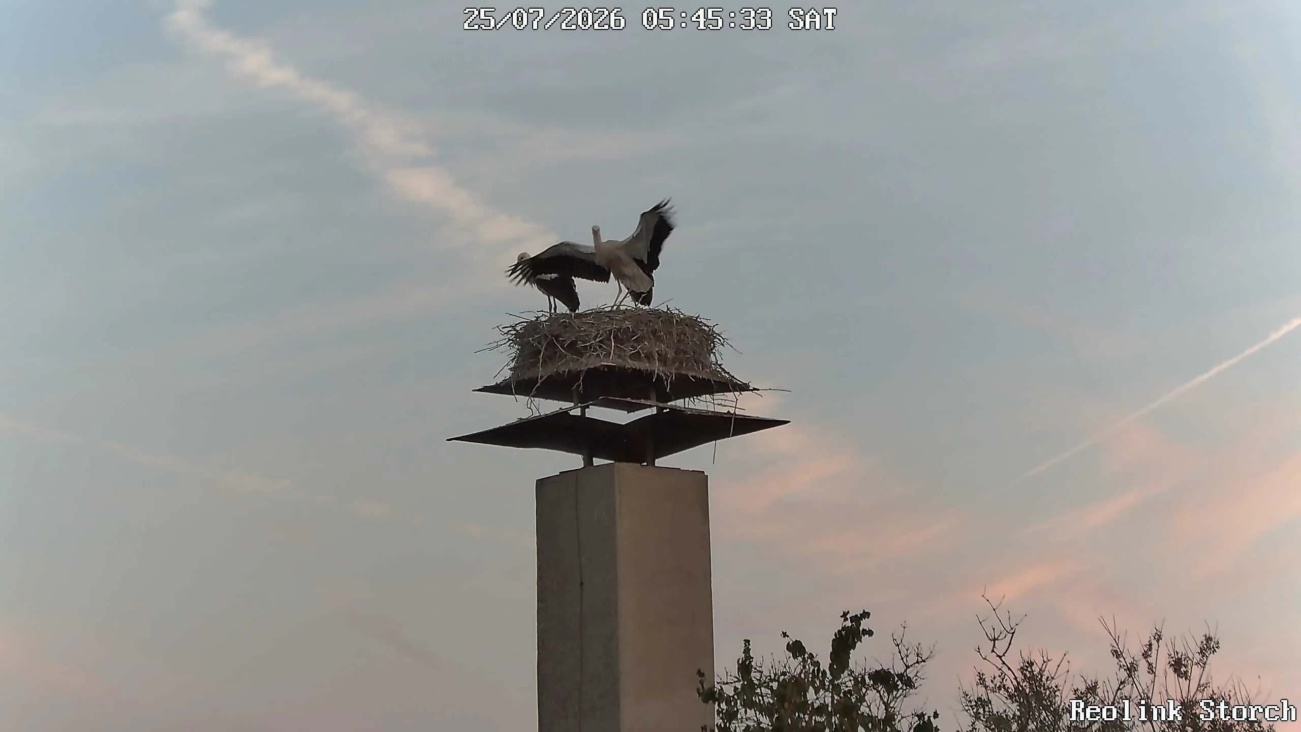 Storchencam Bild
