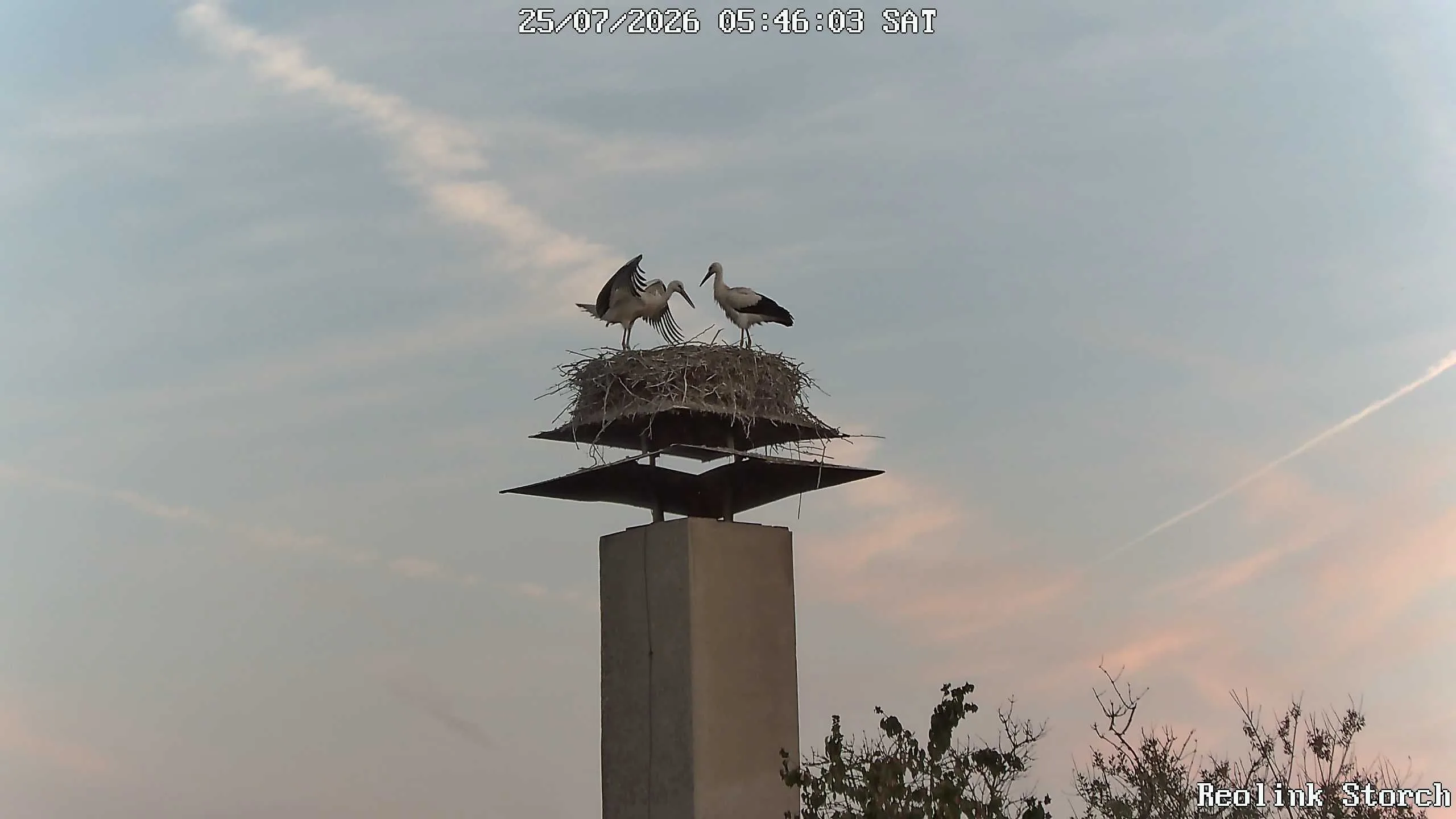 Storchencam Bild
