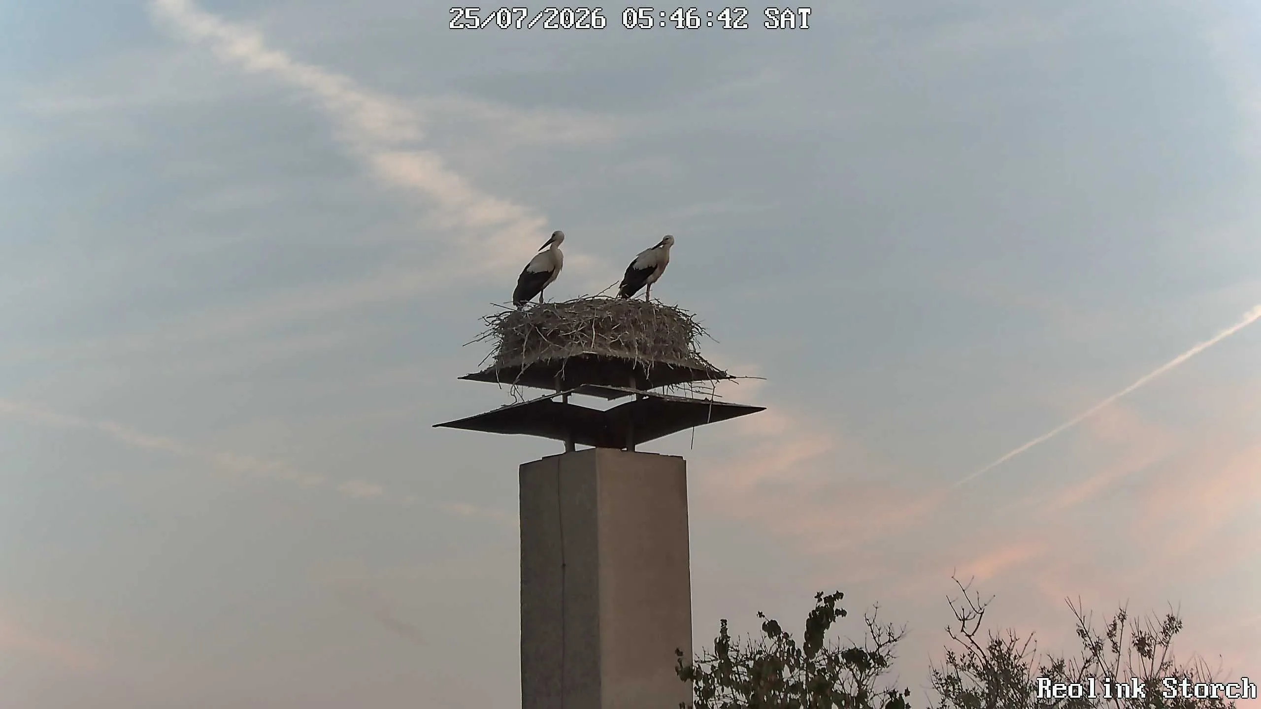 Storchencam Bild