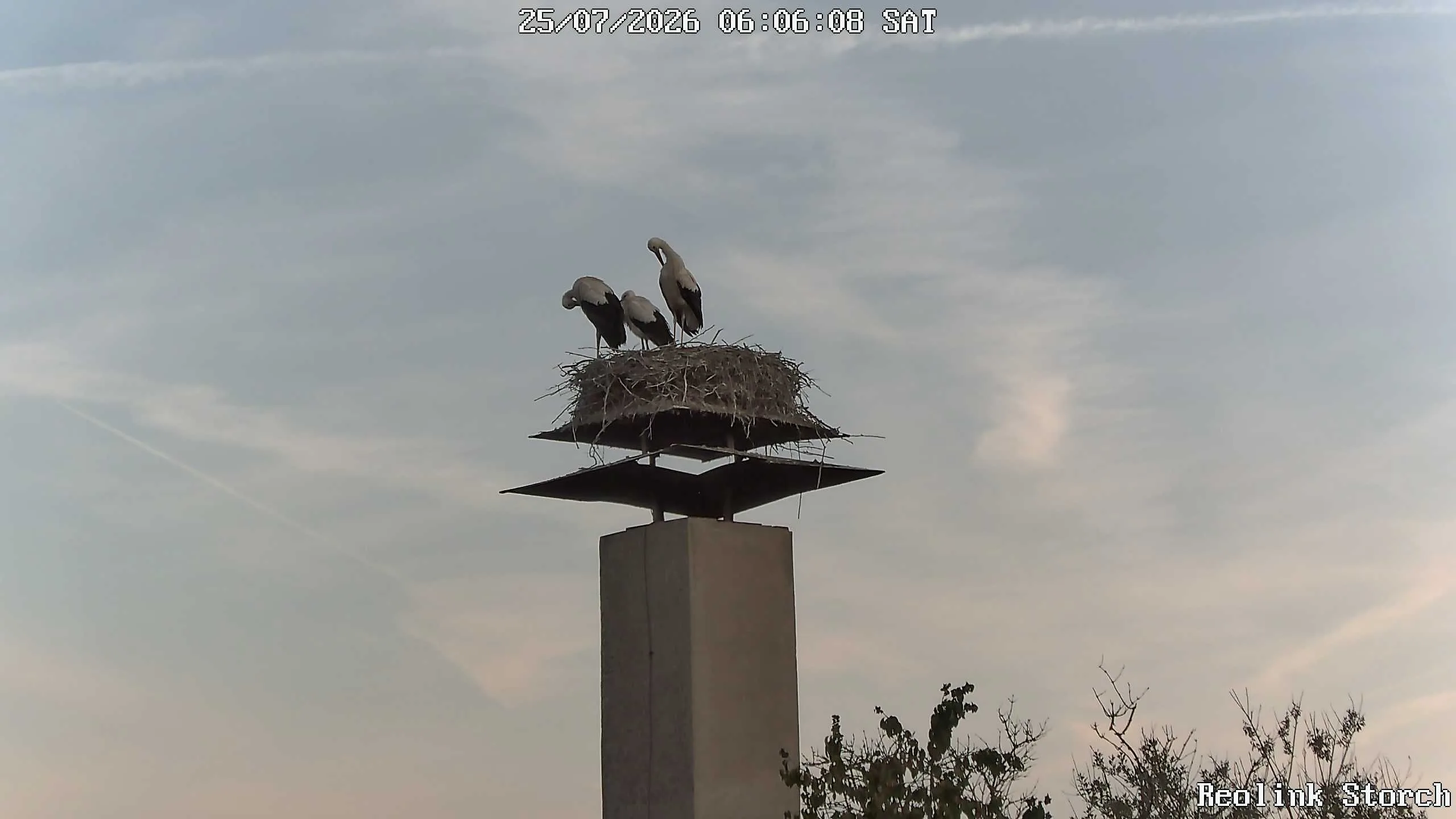 Storchencam Bild