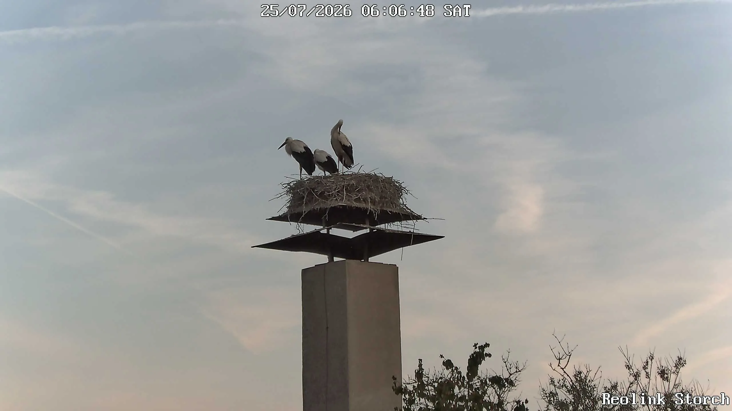 Storchencam Bild