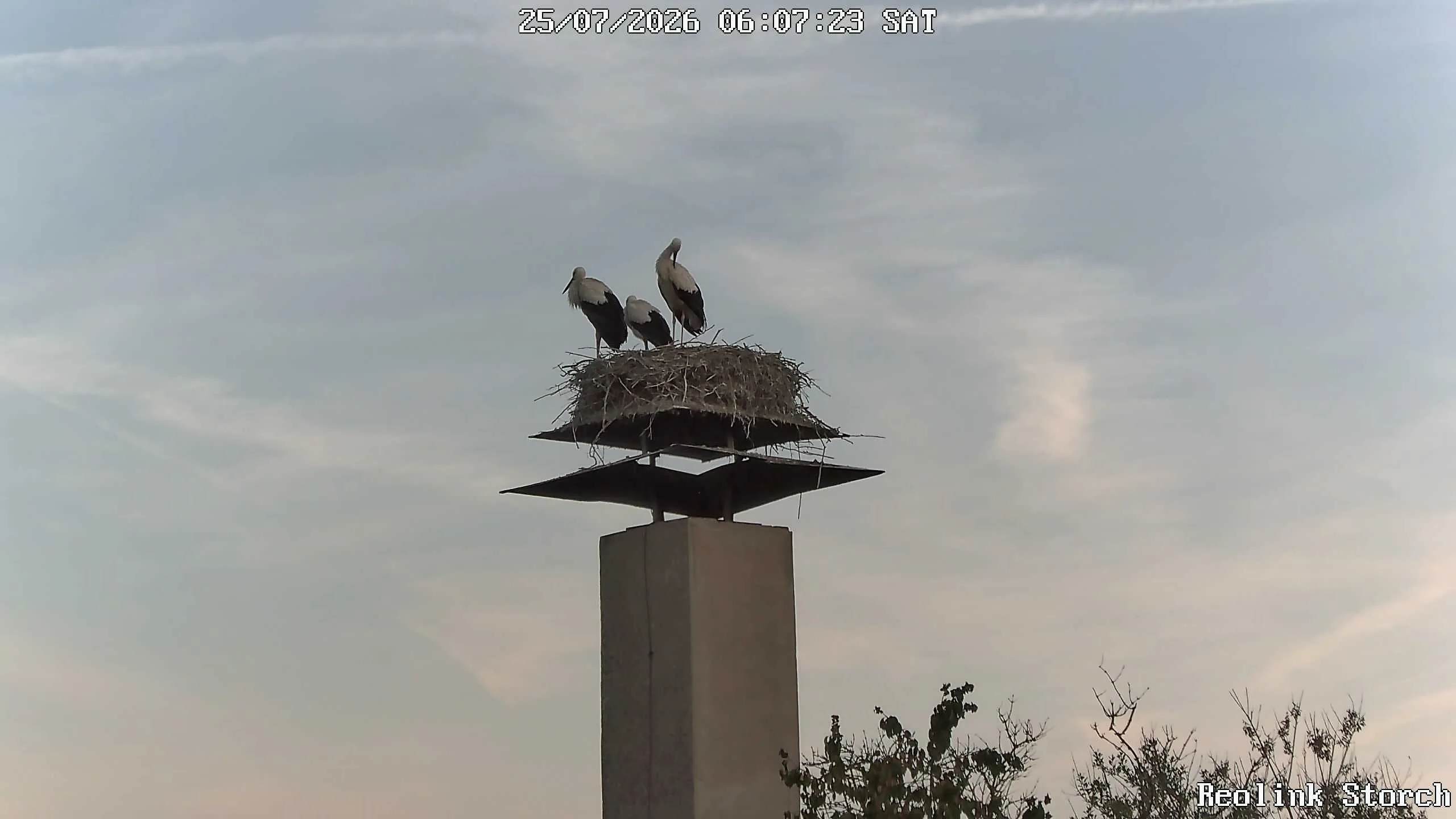 Storchencam Bild