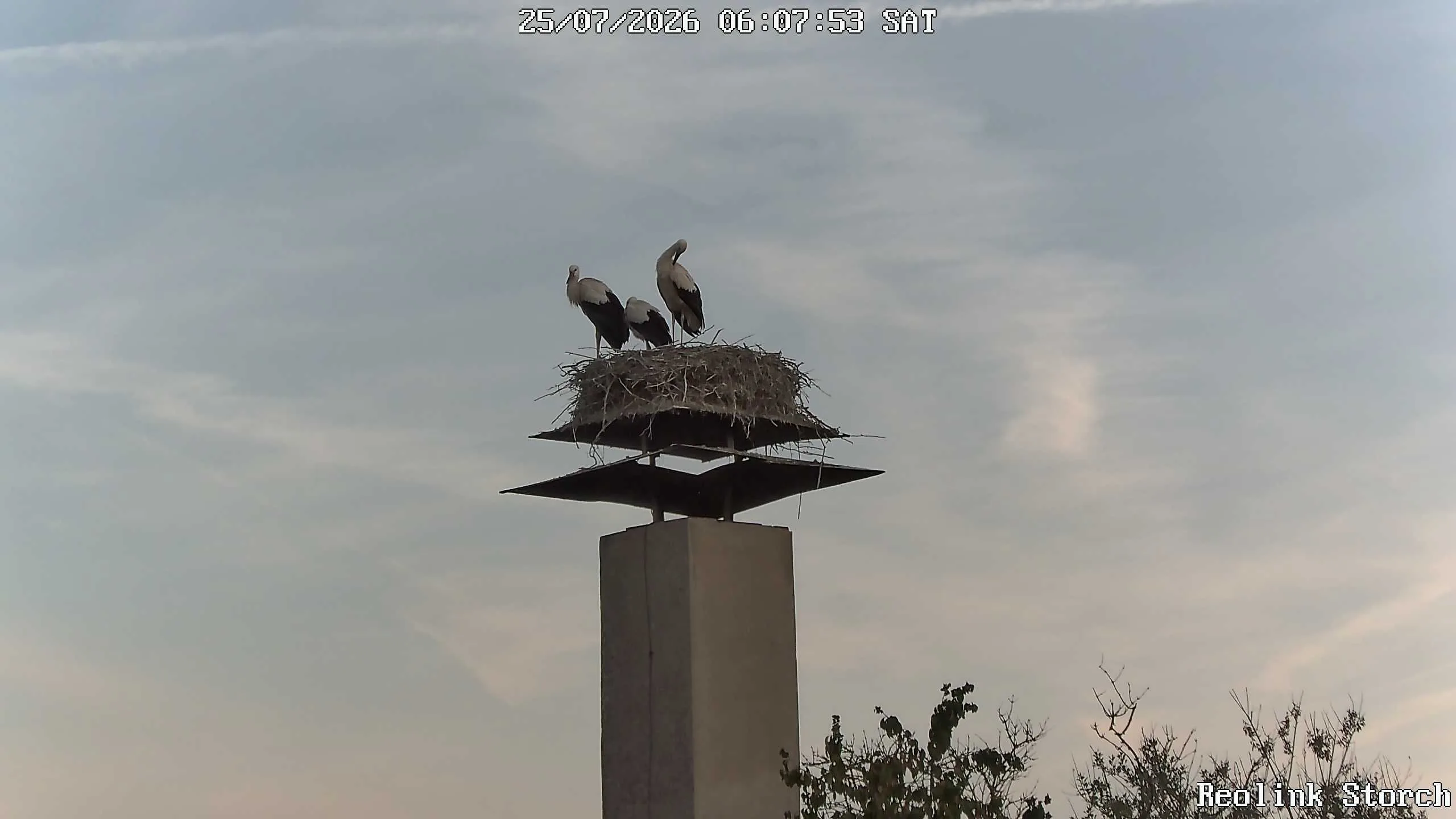 Storchencam Bild