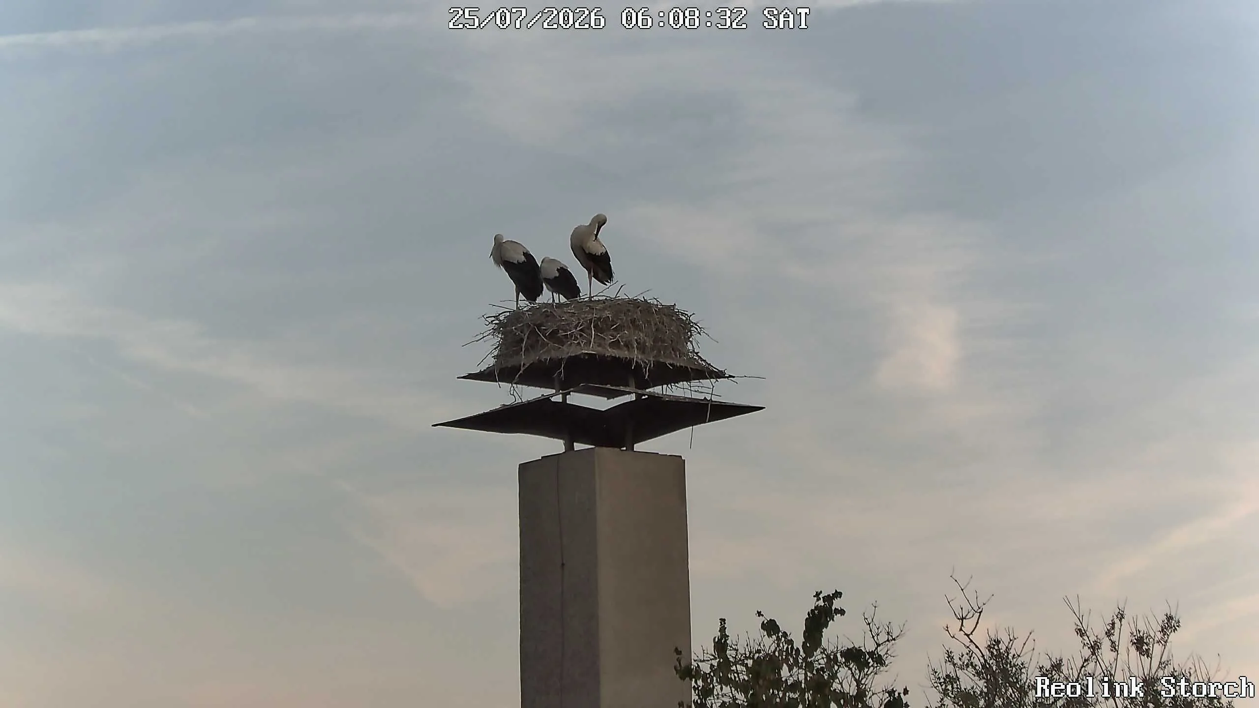 Storchencam Bild