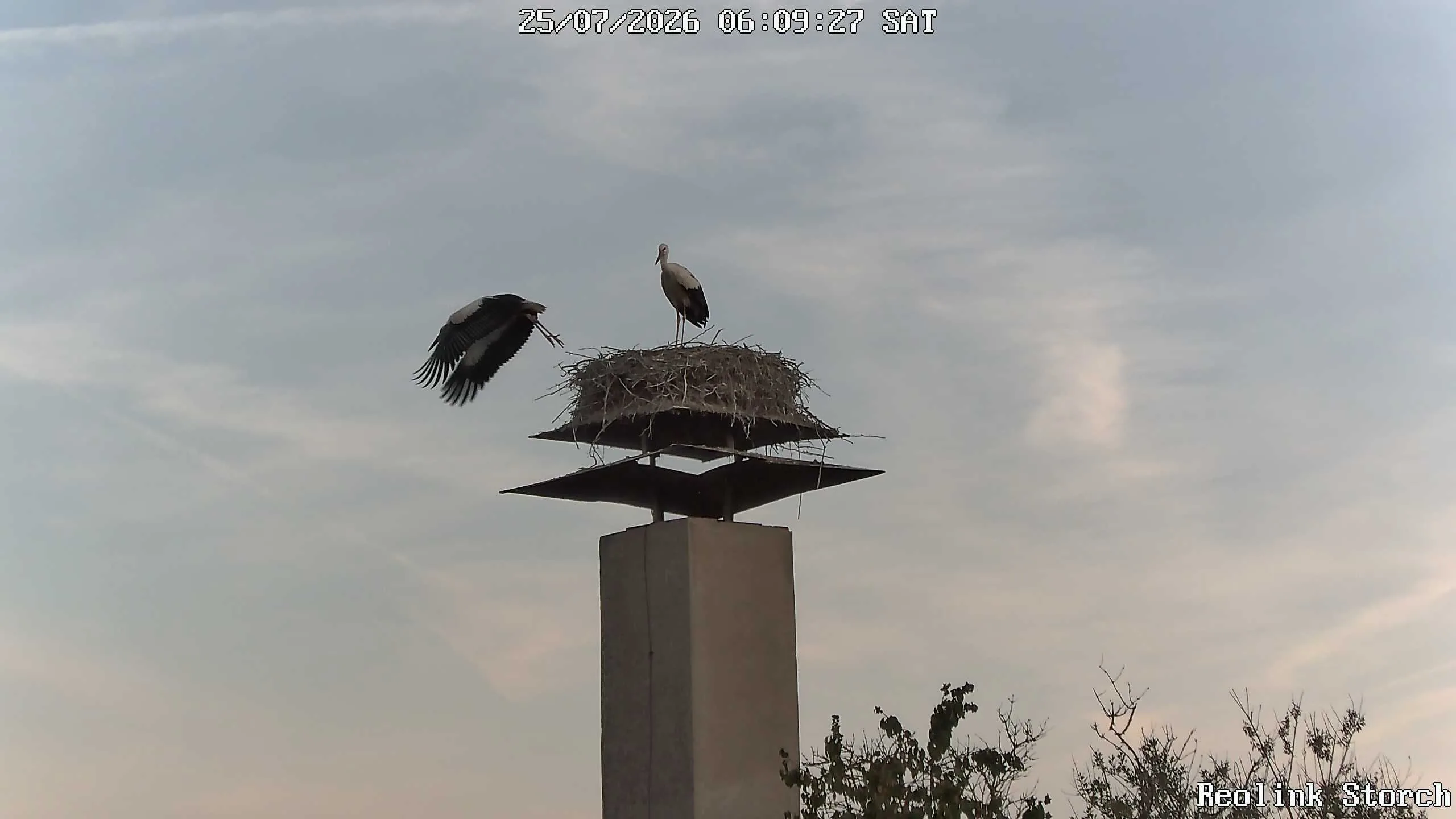 Storchencam Bild